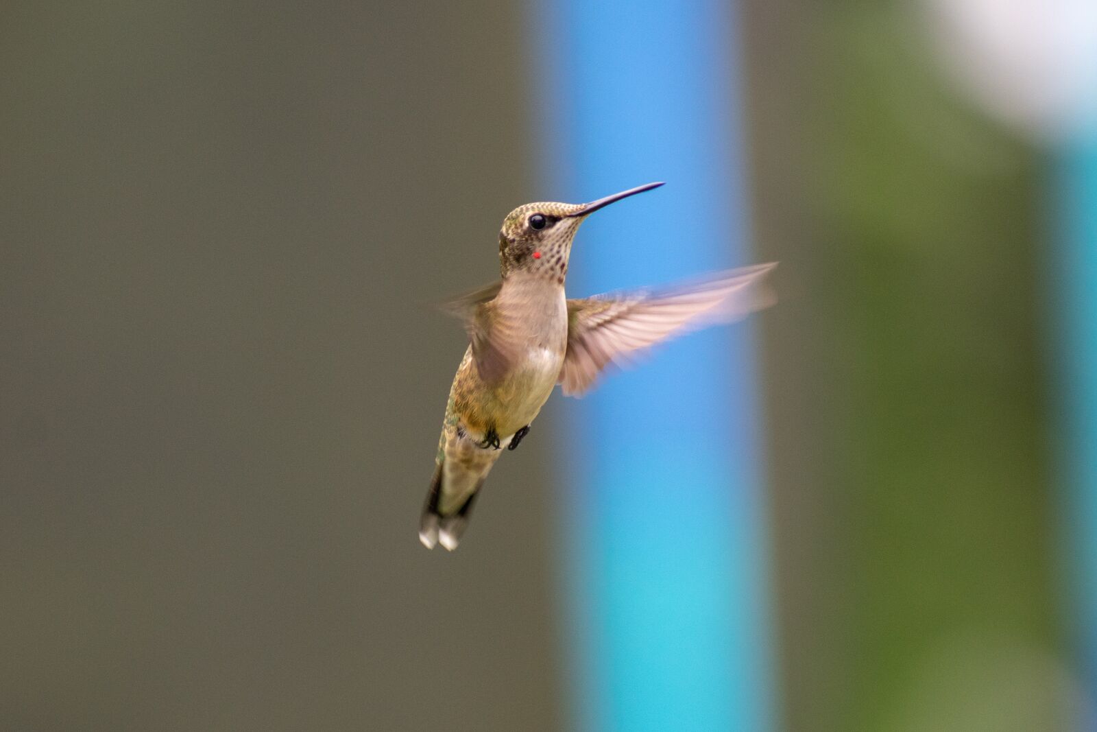 Nikon D3400 sample photo. Bird, nature, hummingbird photography