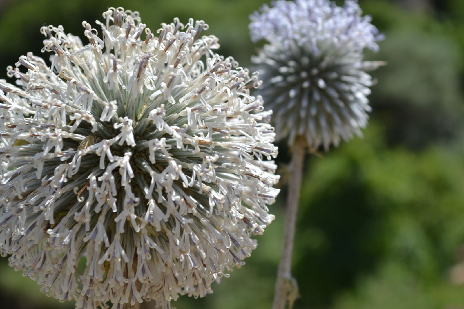 Nikon D3100 sample photo