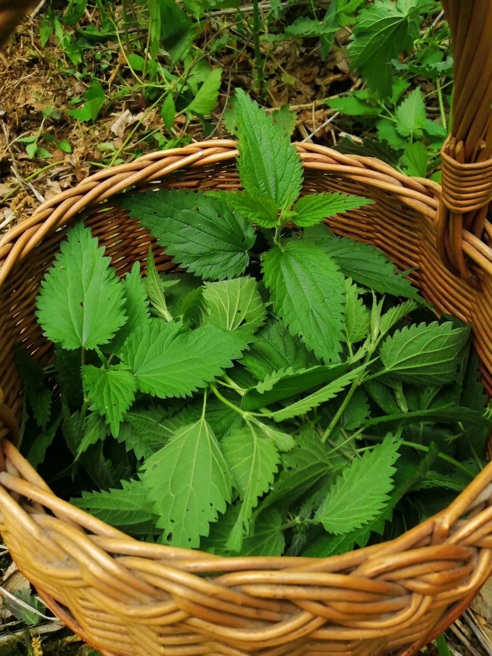 HUAWEI P SMART 2019 sample photo. Stinging nettle, nettle, green photography