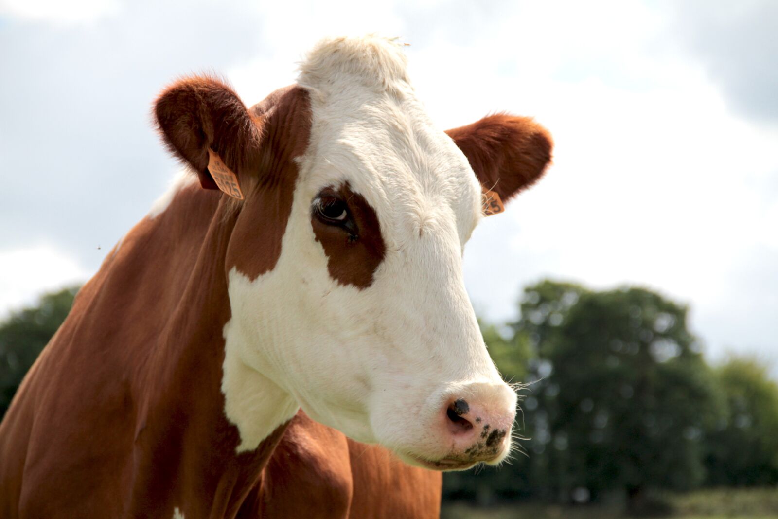 Canon EOS 7D sample photo. Cow, farm, livestock photography