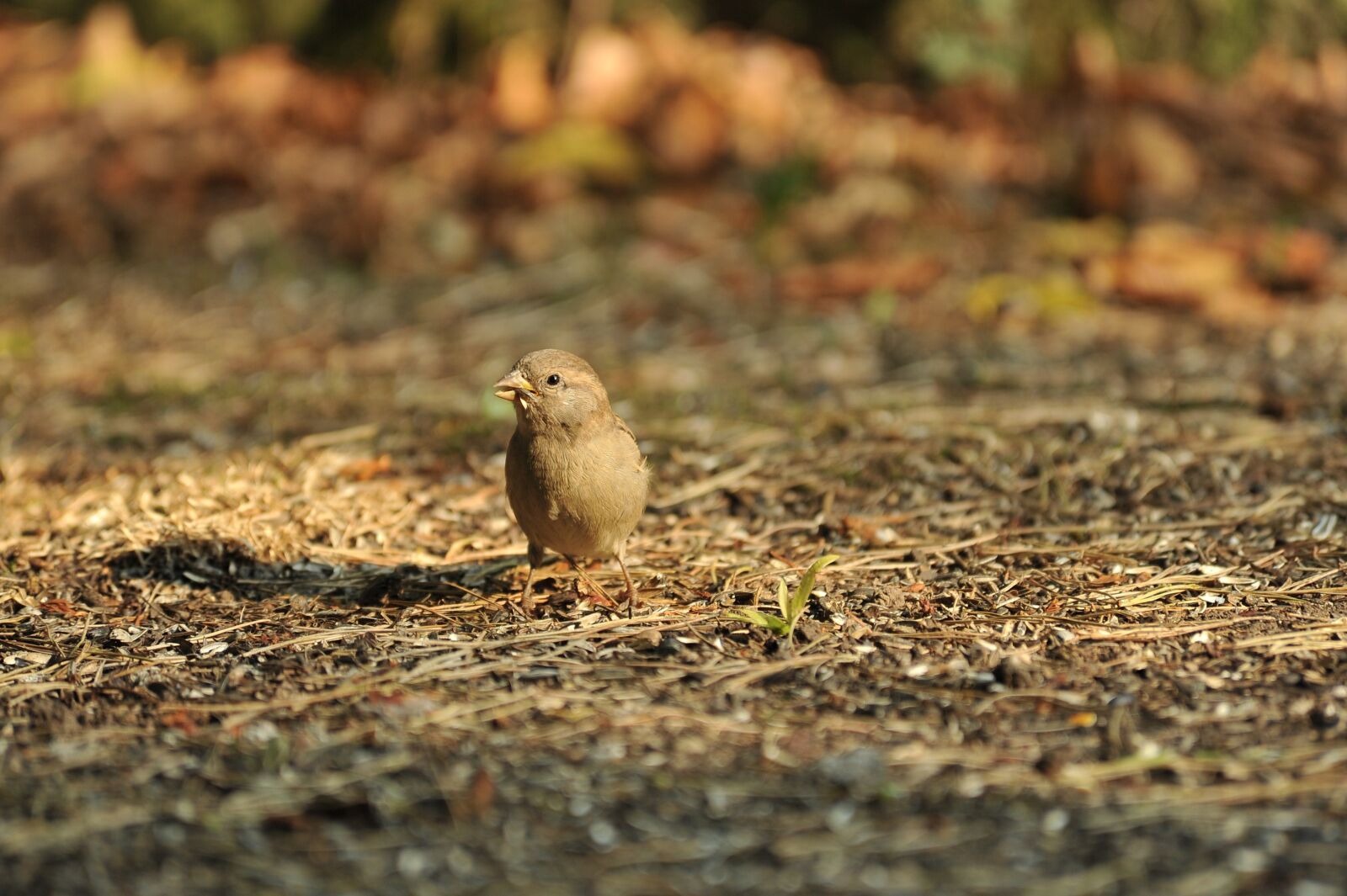 Nikon D3S sample photo. Sparrow, bird, nature photography