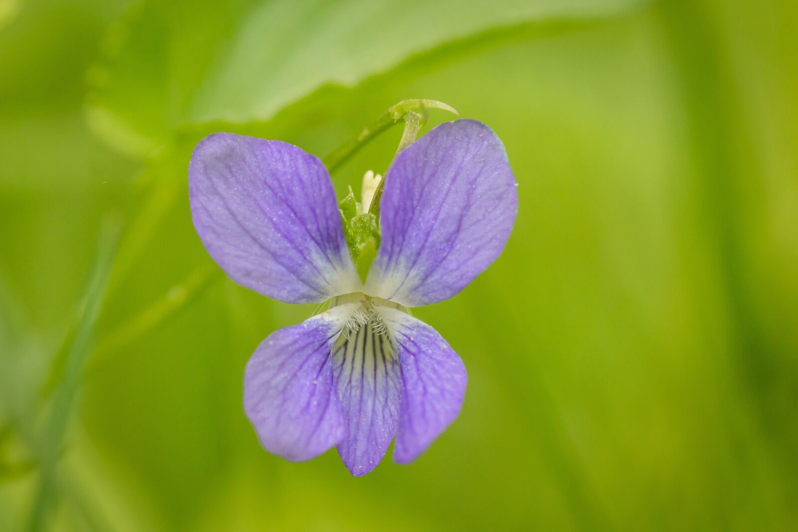 Canon EOS 70D sample photo. Flower, bokeh, green photography