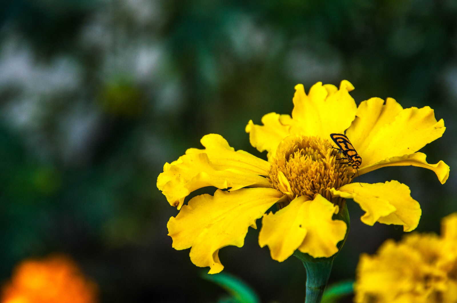 Nikon D90 sample photo. Beautiful, bloom, blooming, bug photography
