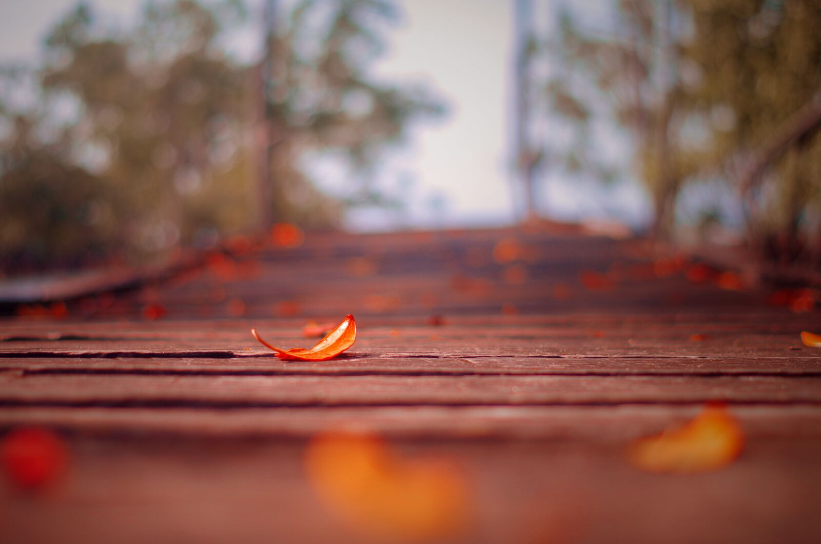 Pentax K-50 sample photo. Orange, leaves, autumn photography