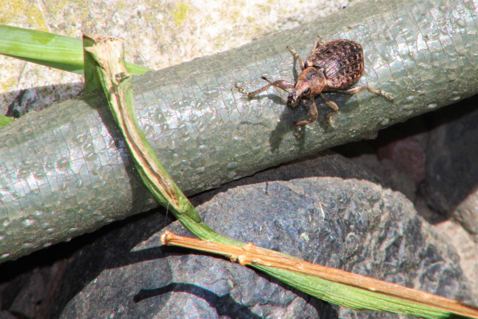 Canon EOS 2000D (EOS Rebel T7 / EOS Kiss X90 / EOS 1500D) sample photo. Beetle, nature, insect photography