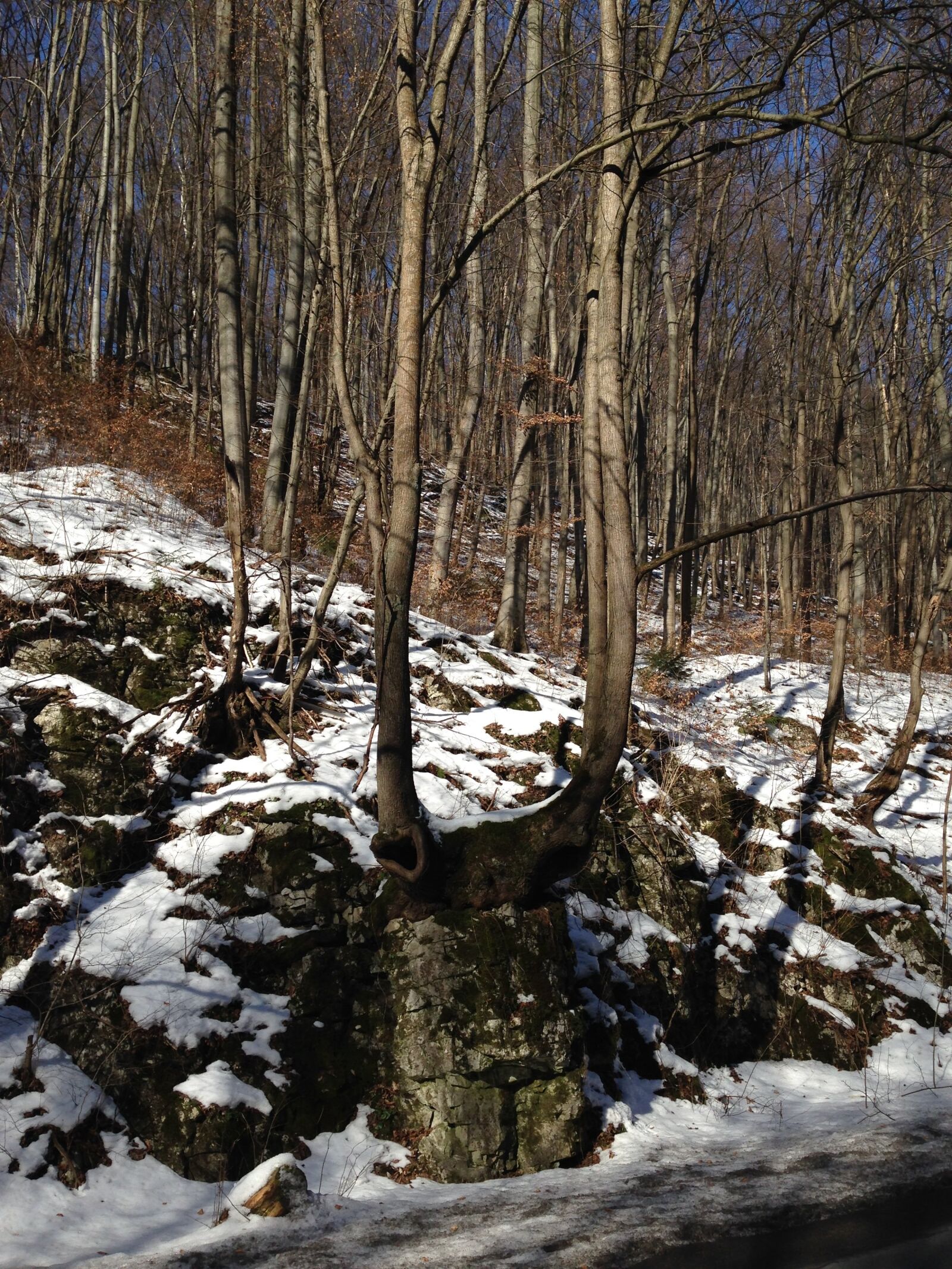 iPhone 5c back camera 4.12mm f/2.4 sample photo. Tree, forest, nature photography