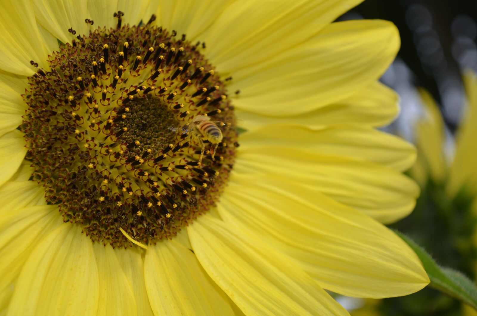 Nikon D7000 sample photo. Sunflower, bee, summer photography