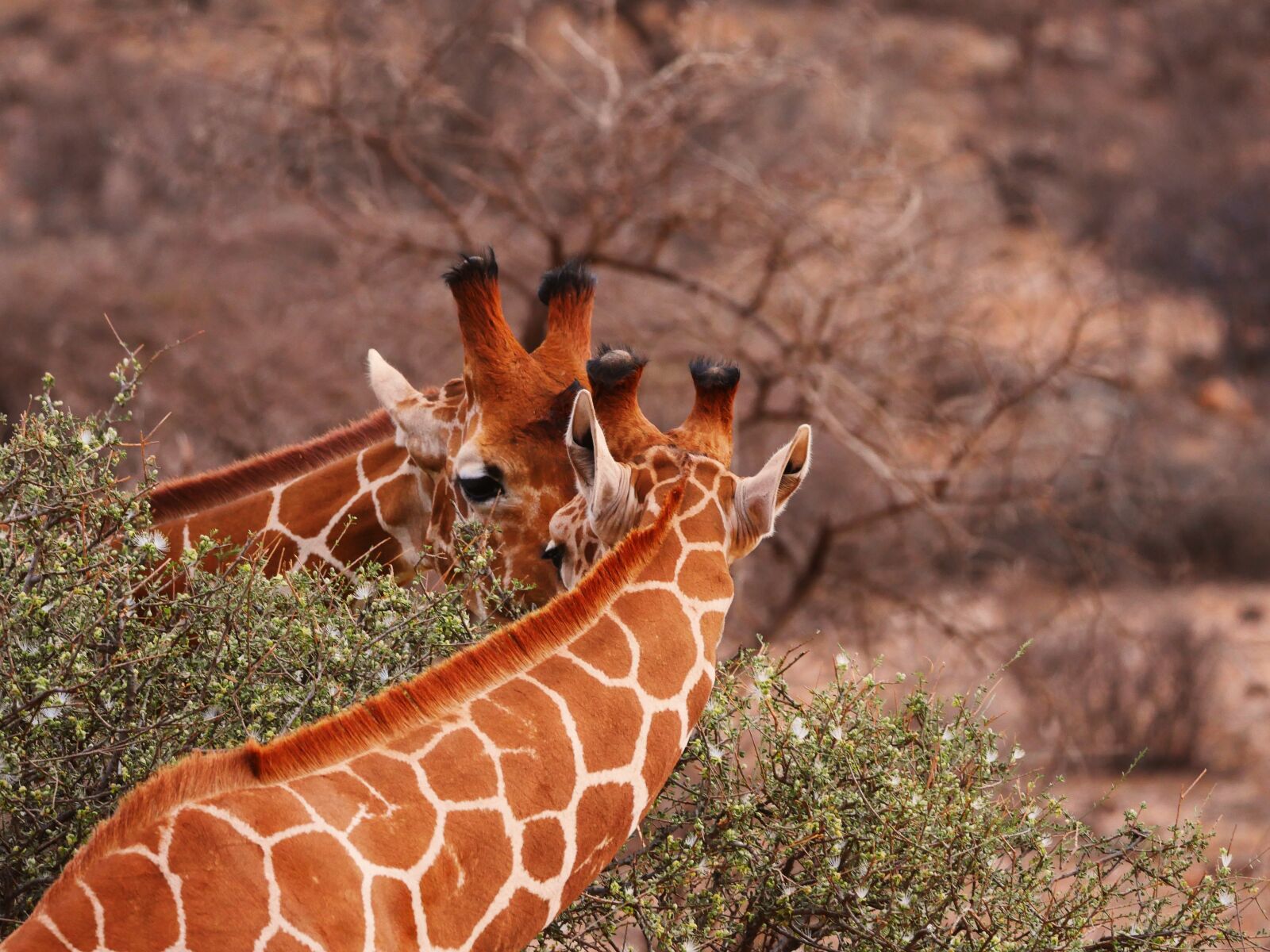 Panasonic Lumix DMC-GX8 sample photo. Giraffes, pair, together photography