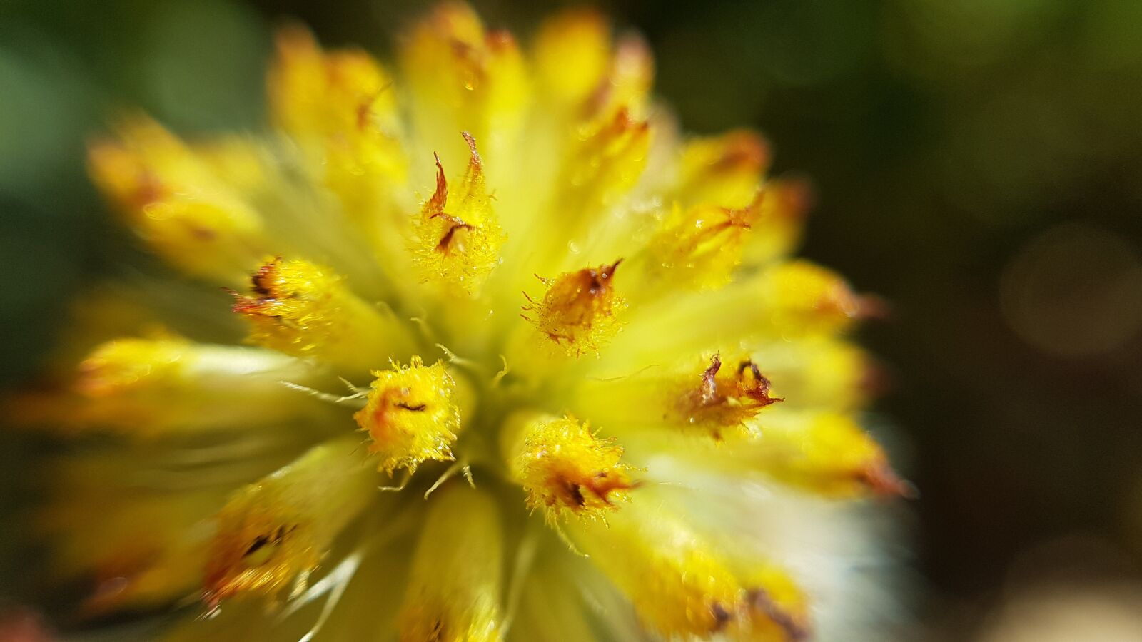 Samsung Galaxy S8 sample photo. Flower, nature, plant photography