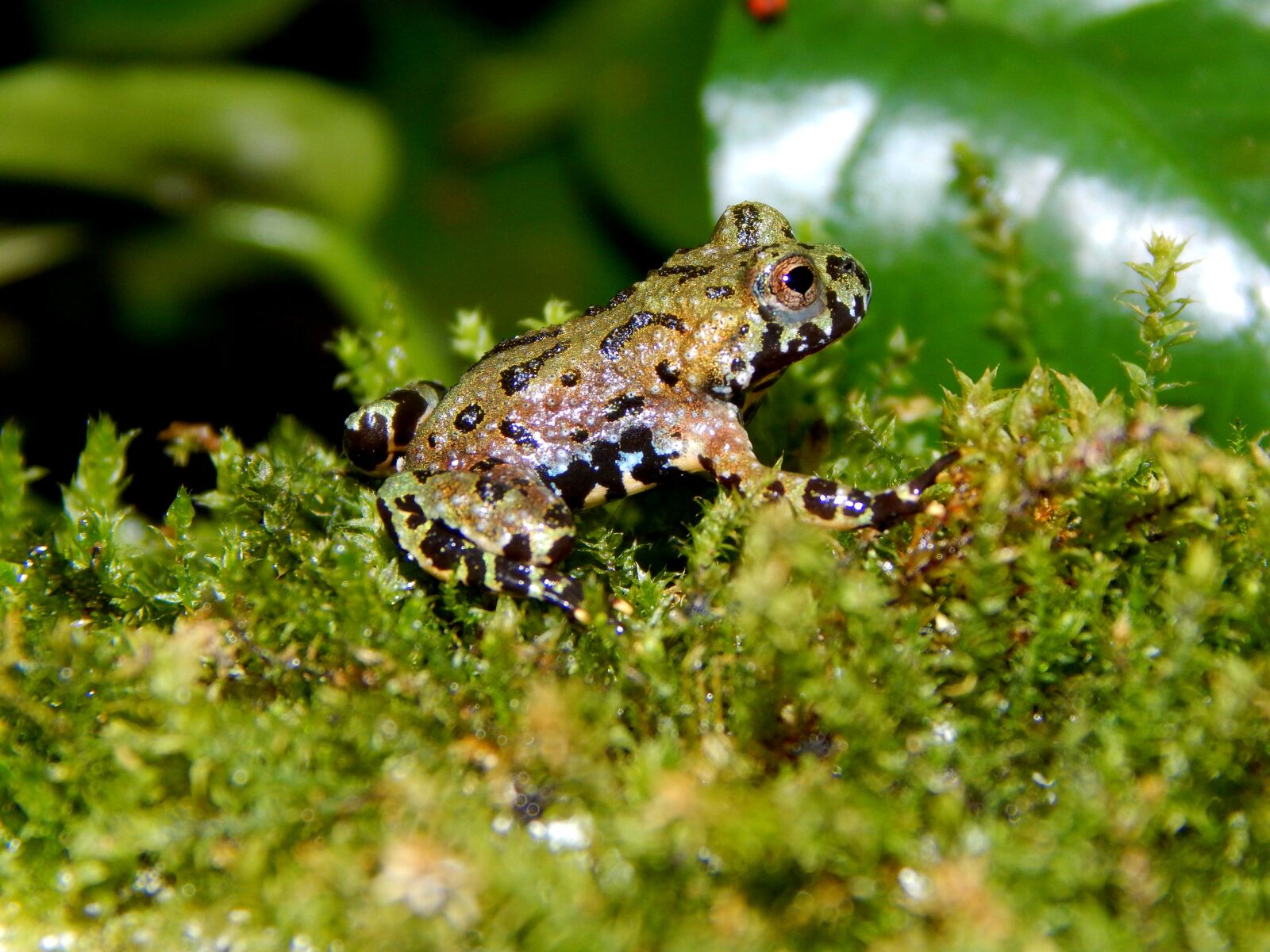 Nikon Coolpix L830 sample photo. Amphibians, toad, young animal photography