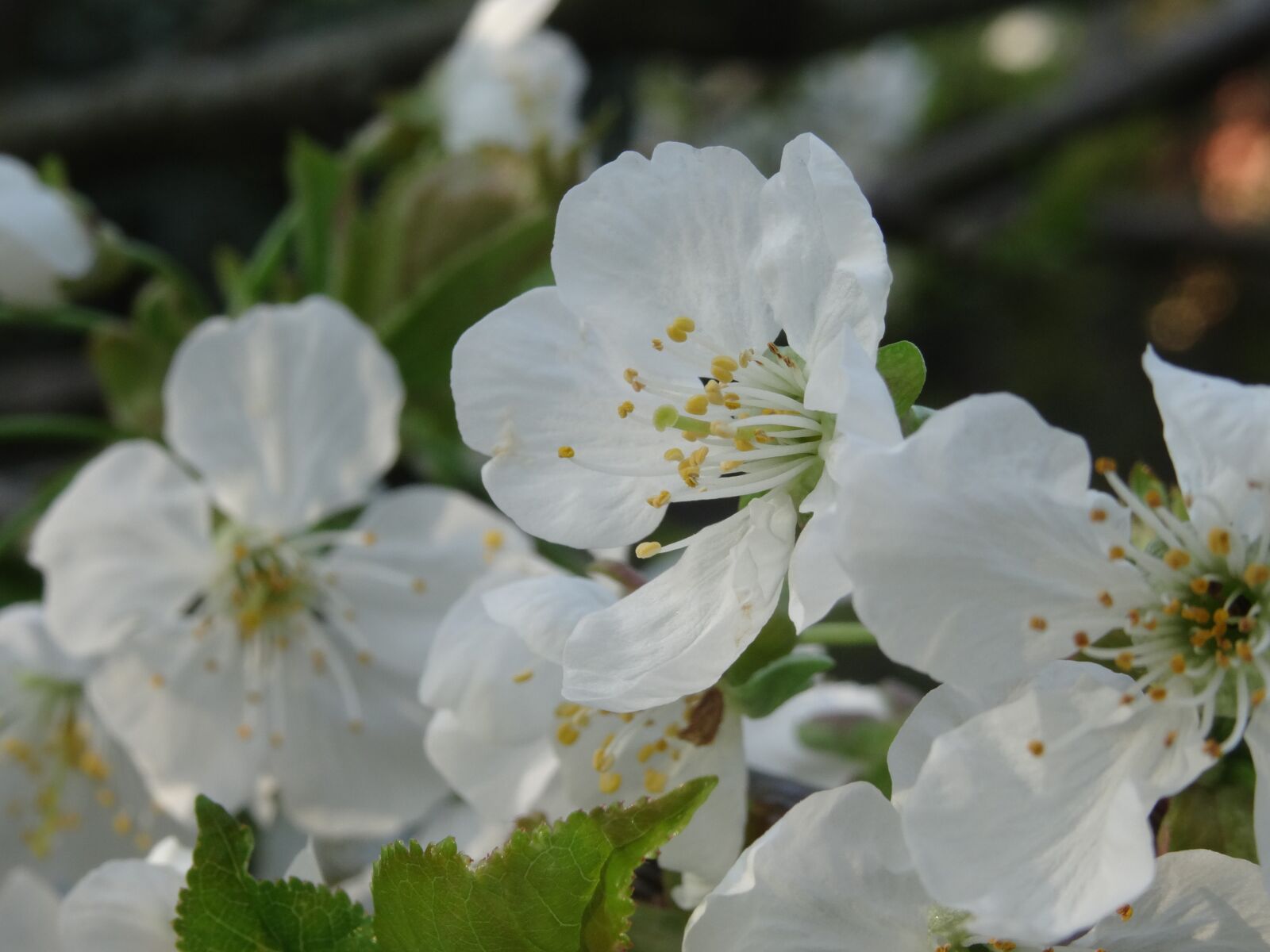 Sony DSC-HX50 sample photo. Flowers, nature, white photography