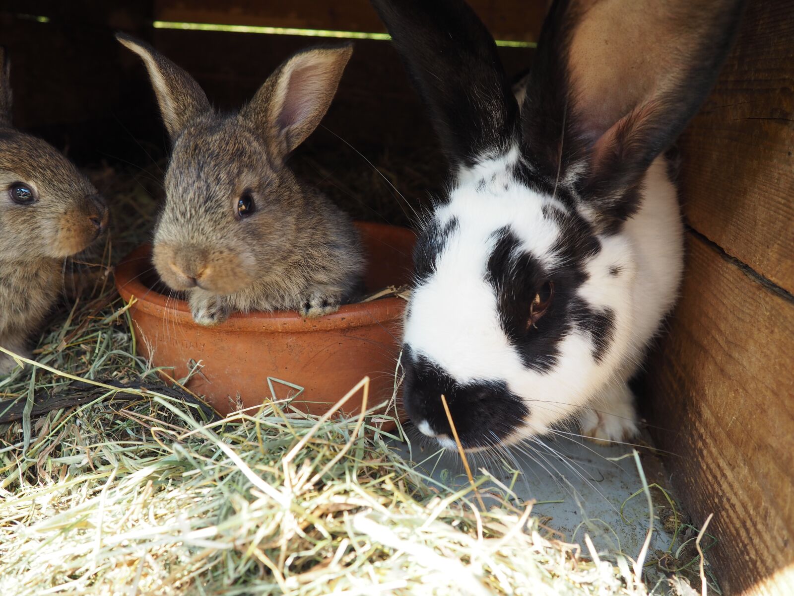 Olympus OM-D E-M10 sample photo. Hare, baby, small photography