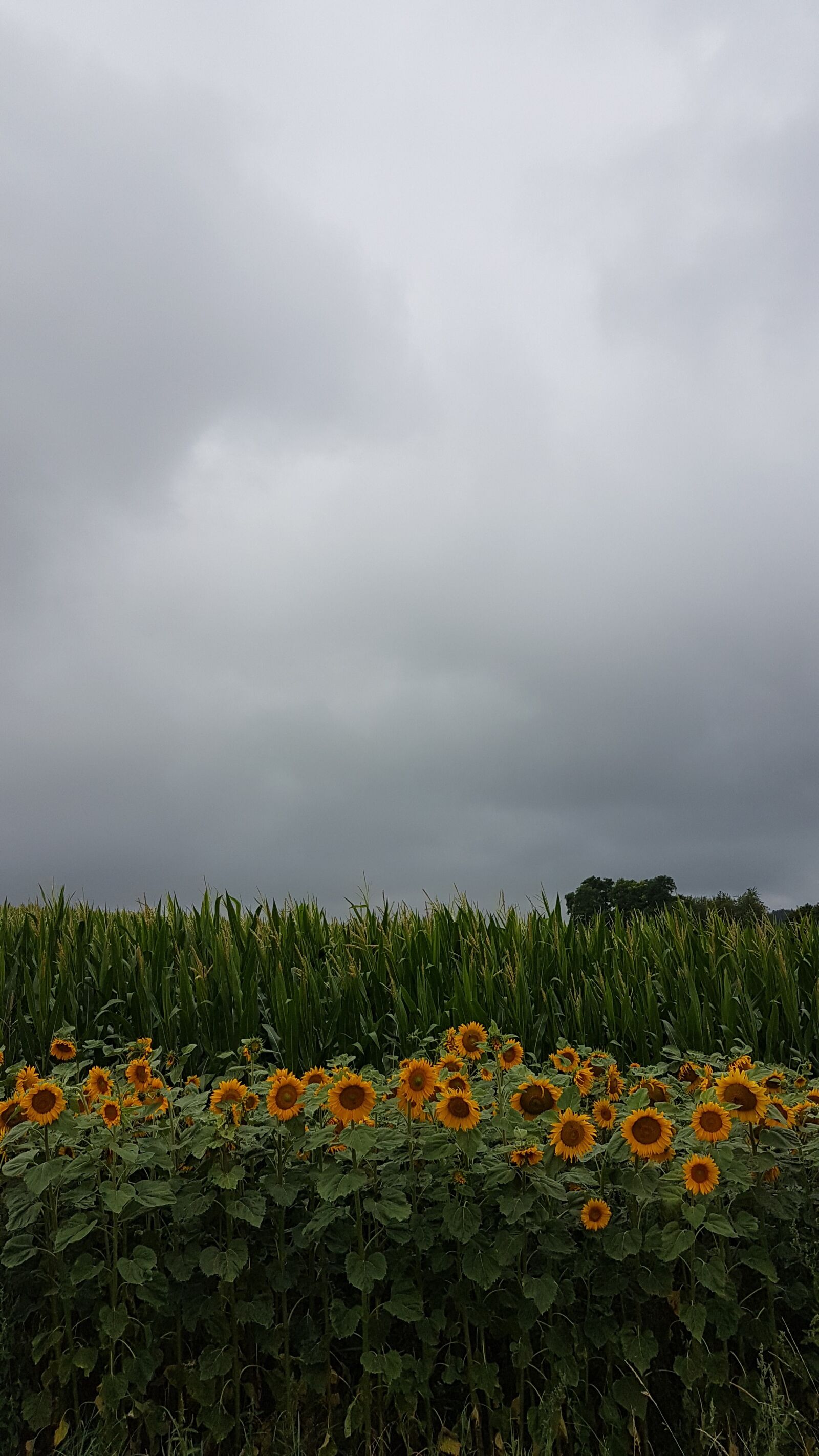 Samsung Galaxy S7 sample photo. Sunflower, clouds, summer photography