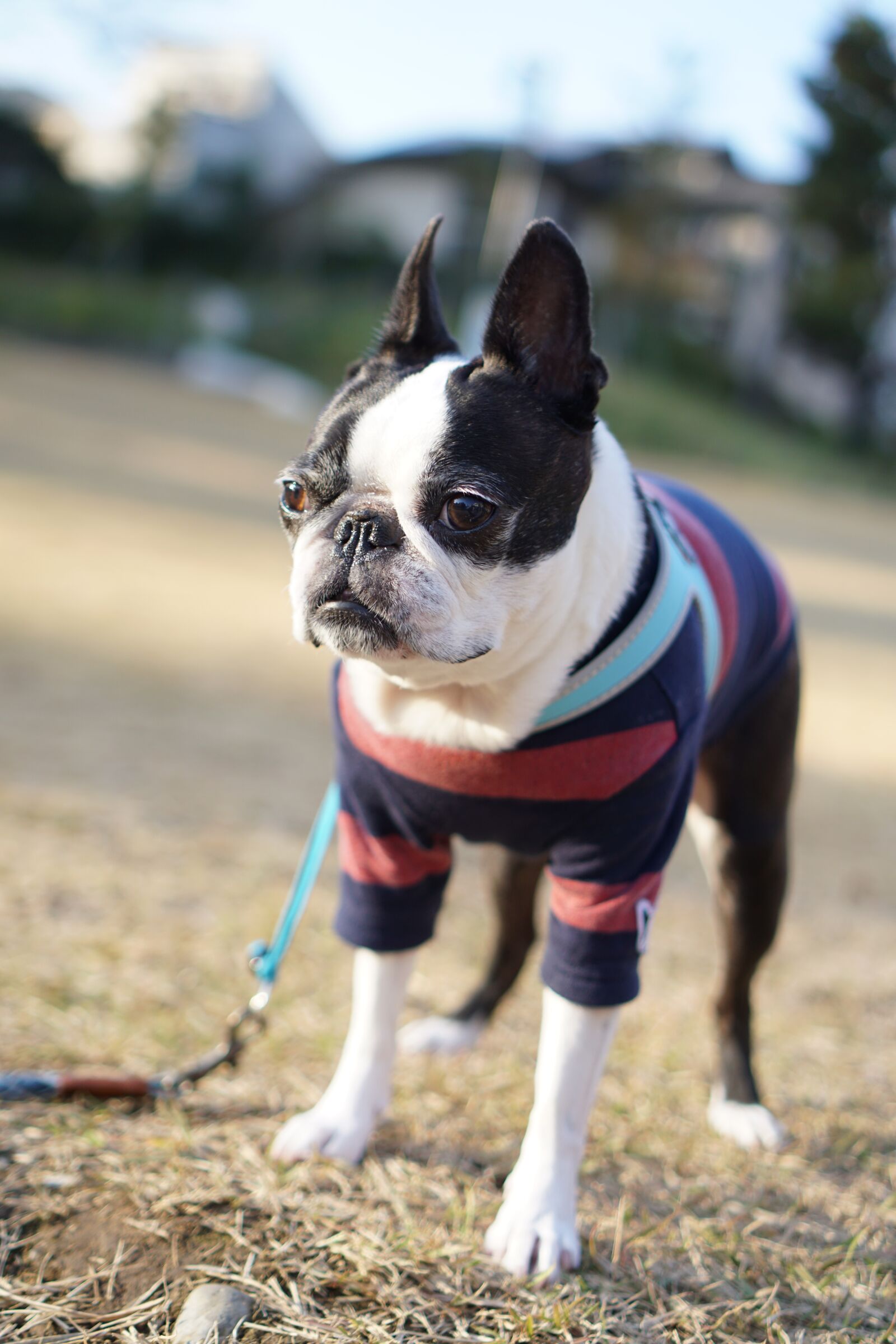 Sony a6000 + Sony E 35mm F1.8 OSS sample photo. Boston terrier, pet, dog photography