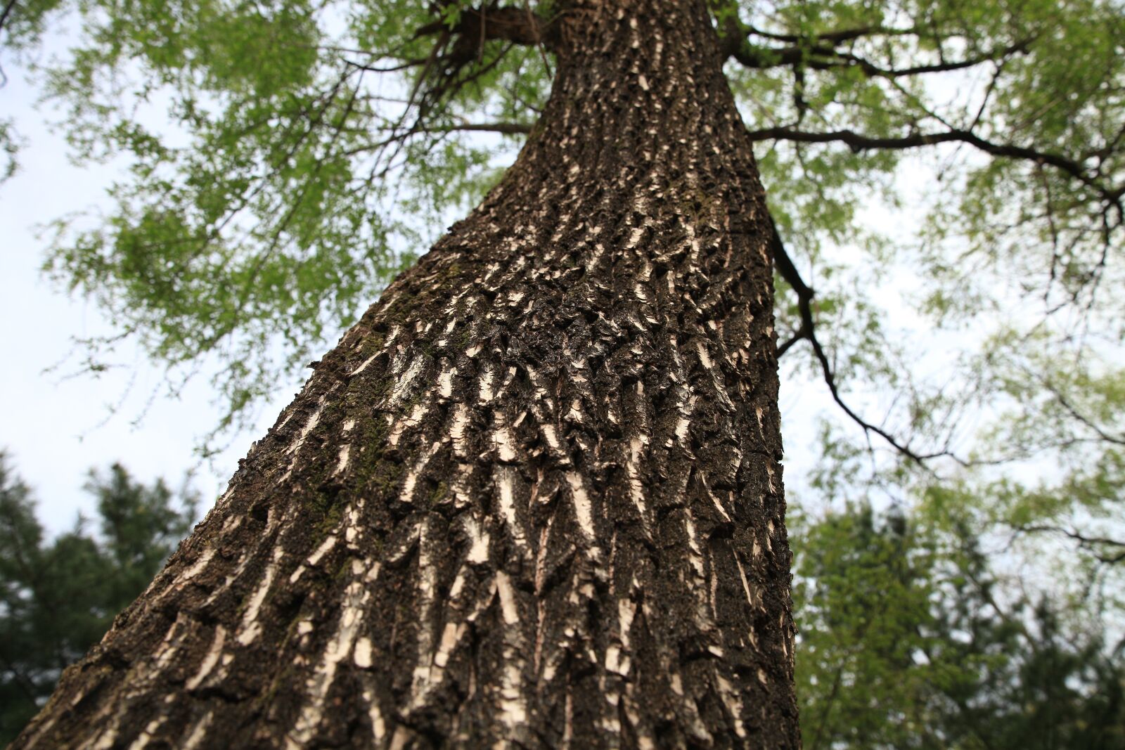 Canon EOS 5D Mark II sample photo. Wood, forest, park photography