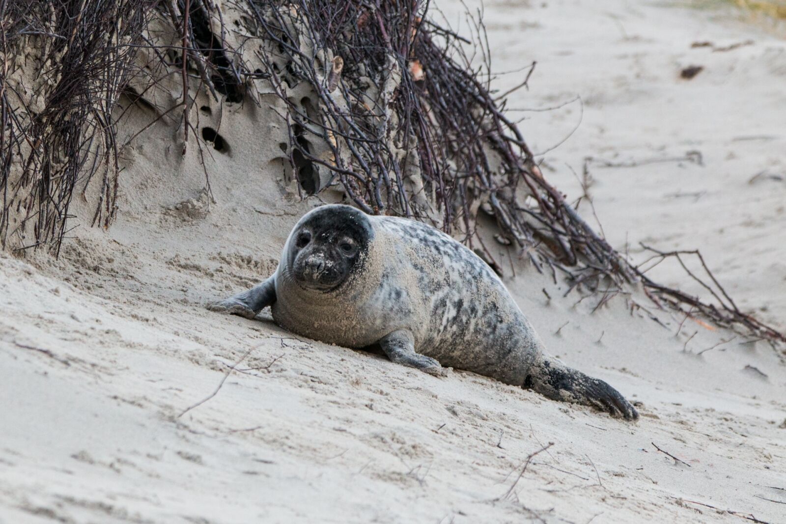 150-600mm F5-6.3 DG OS HSM | Contemporary 015 sample photo. Robbe, grey seal, helgoland photography