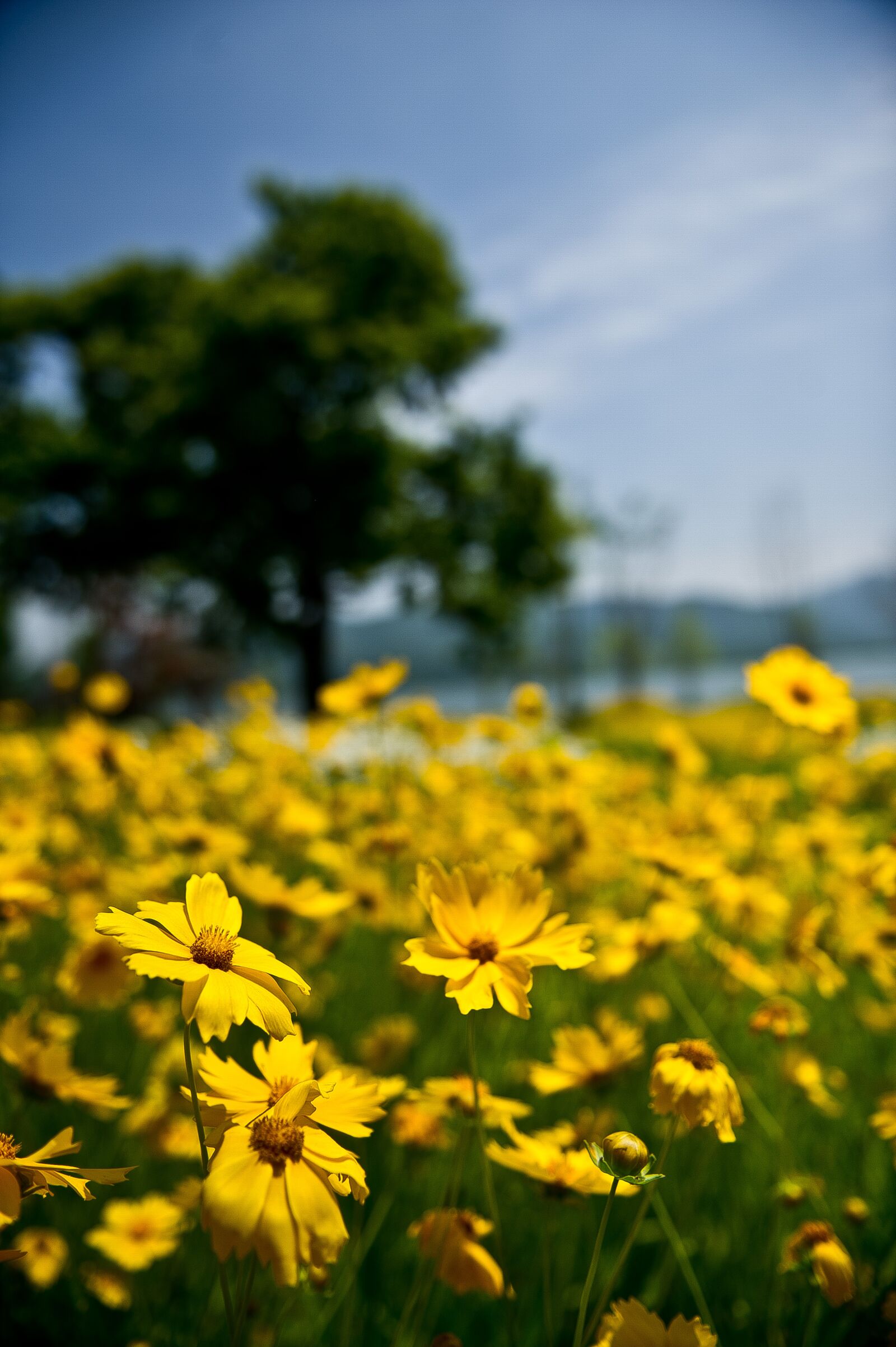 Nikon D3S sample photo. Flowers, yellow flowers, spring photography
