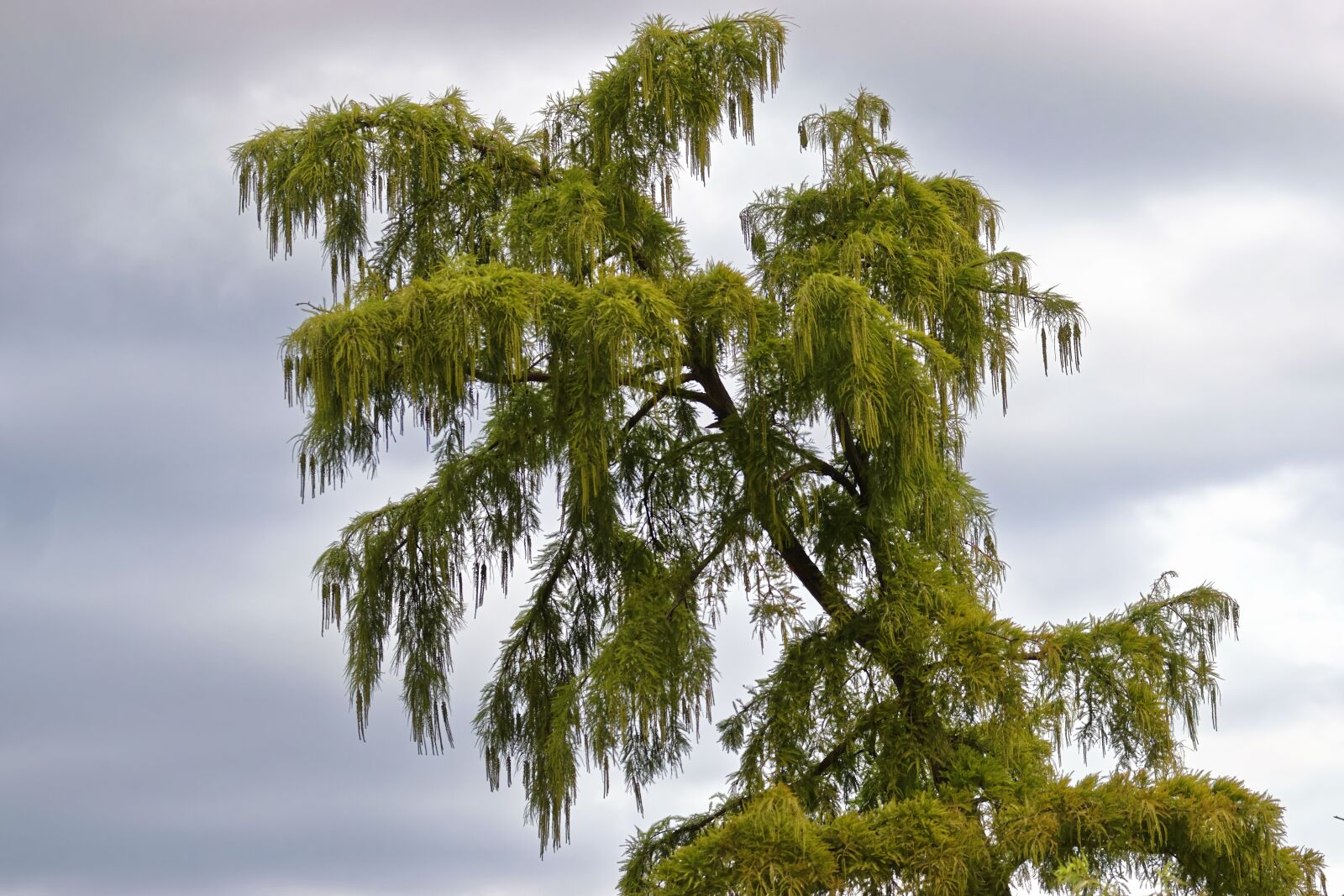 Nikon D5300 sample photo. Tree, leaves, foliage photography