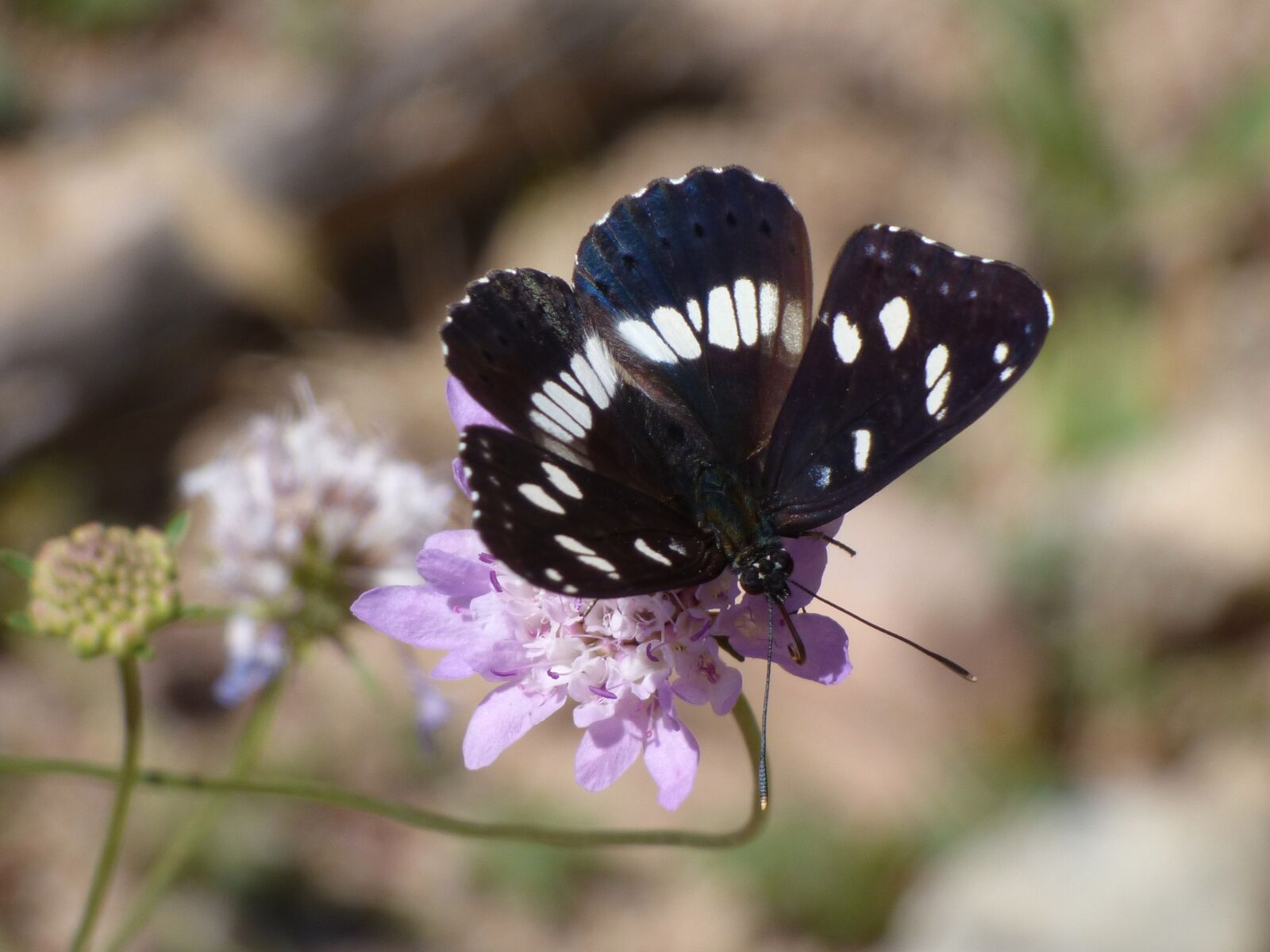 Panasonic Lumix DMC-FZ70 sample photo. Butterfly, nymph streams, limenitis photography