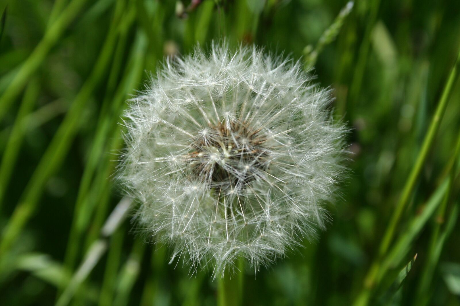 Canon EOS 350D (EOS Digital Rebel XT / EOS Kiss Digital N) sample photo. Dandelion, wind, seed photography