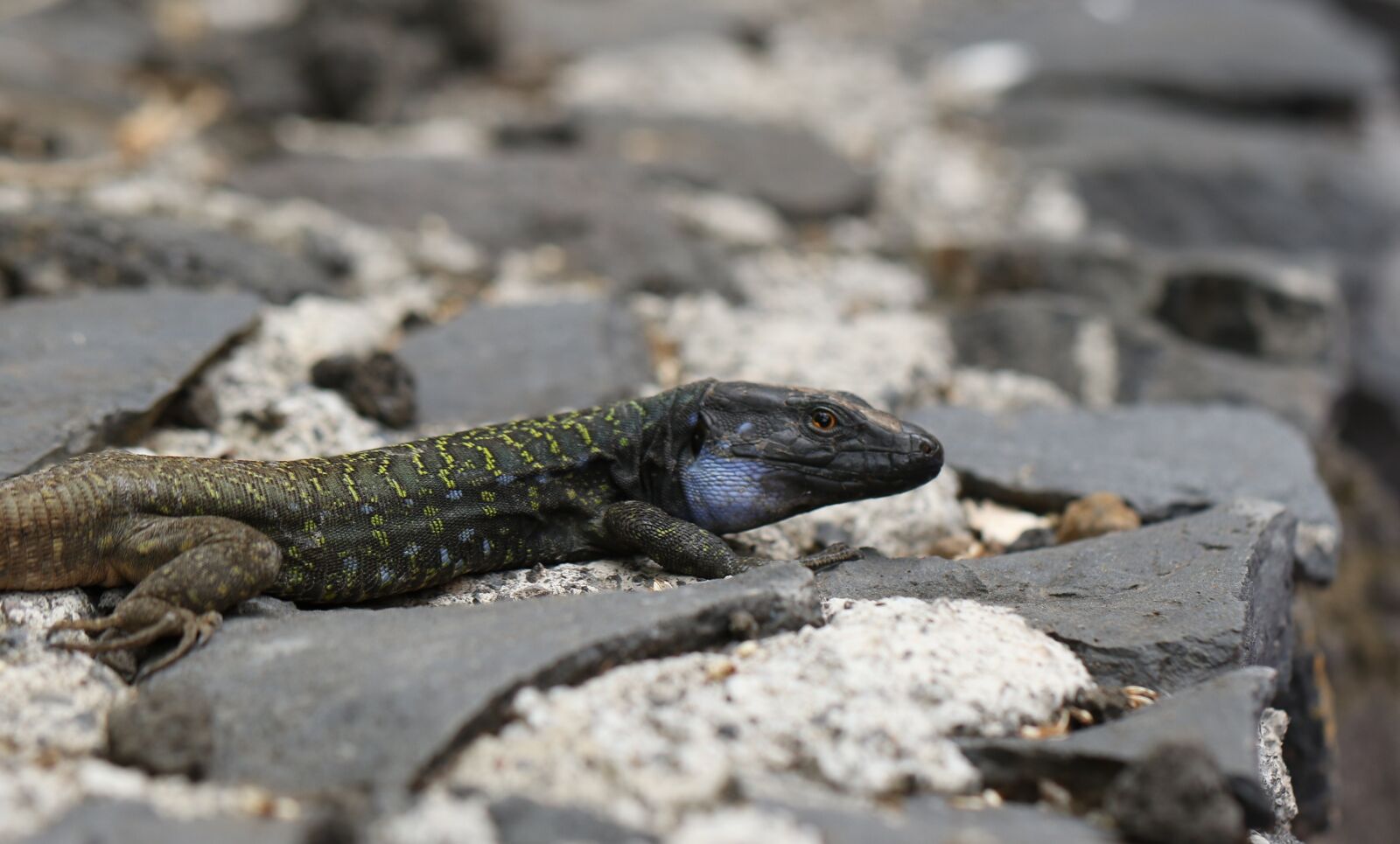 Canon EOS 7D Mark II sample photo. The lizard, kanaryjka niebieskoplama photography