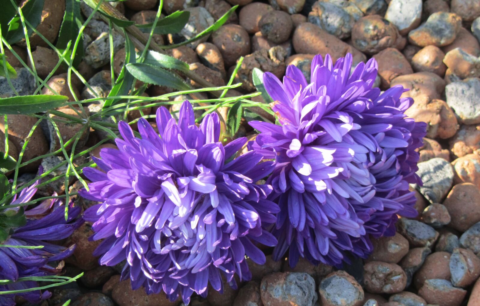 Canon PowerShot SX210 IS sample photo. Asters, flowers, purple photography