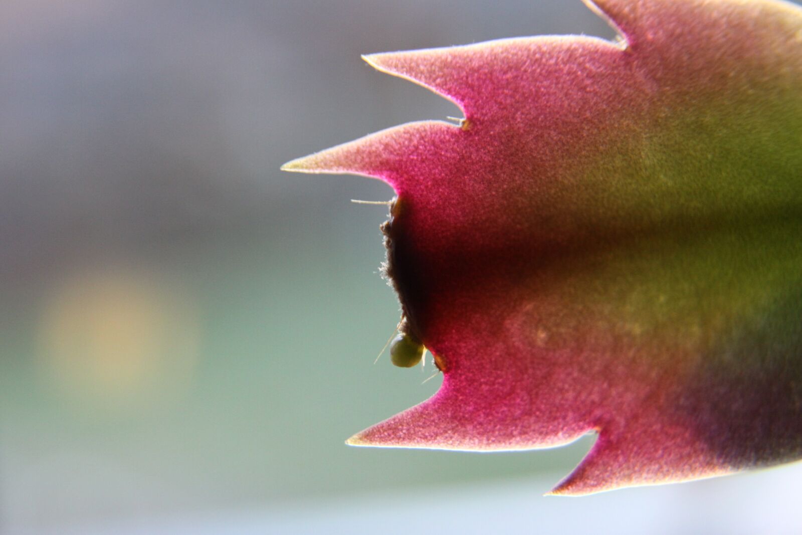 Canon EOS 50D sample photo. Cactus, flower, plant photography