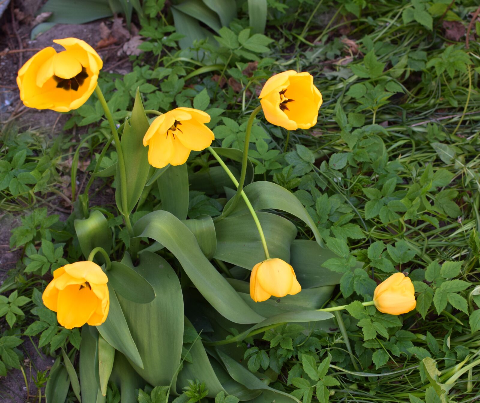 Nikon D5300 sample photo. Tulip, tulips, yellow tulip photography