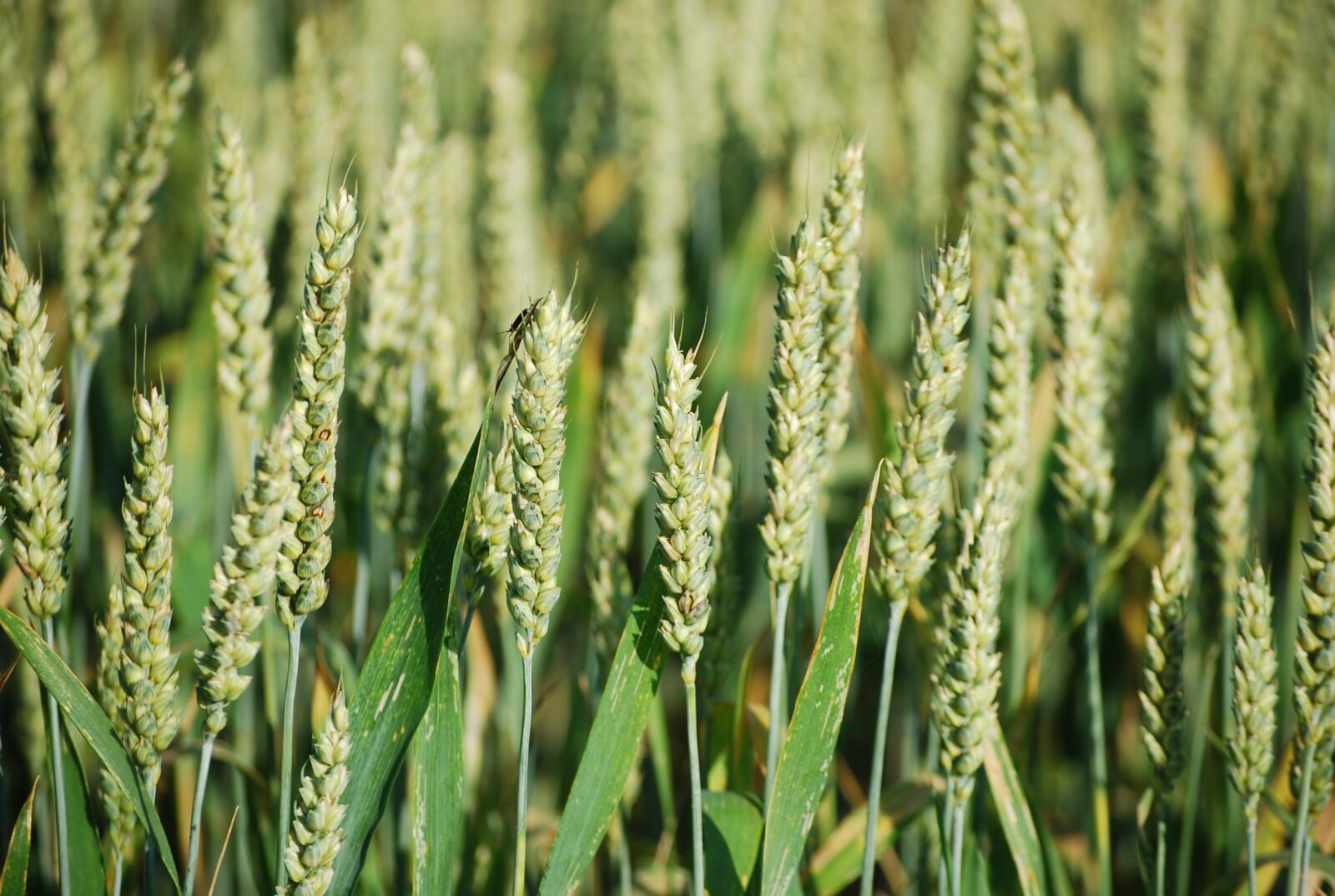 Nikon D40X sample photo. Ear, field, cereals photography
