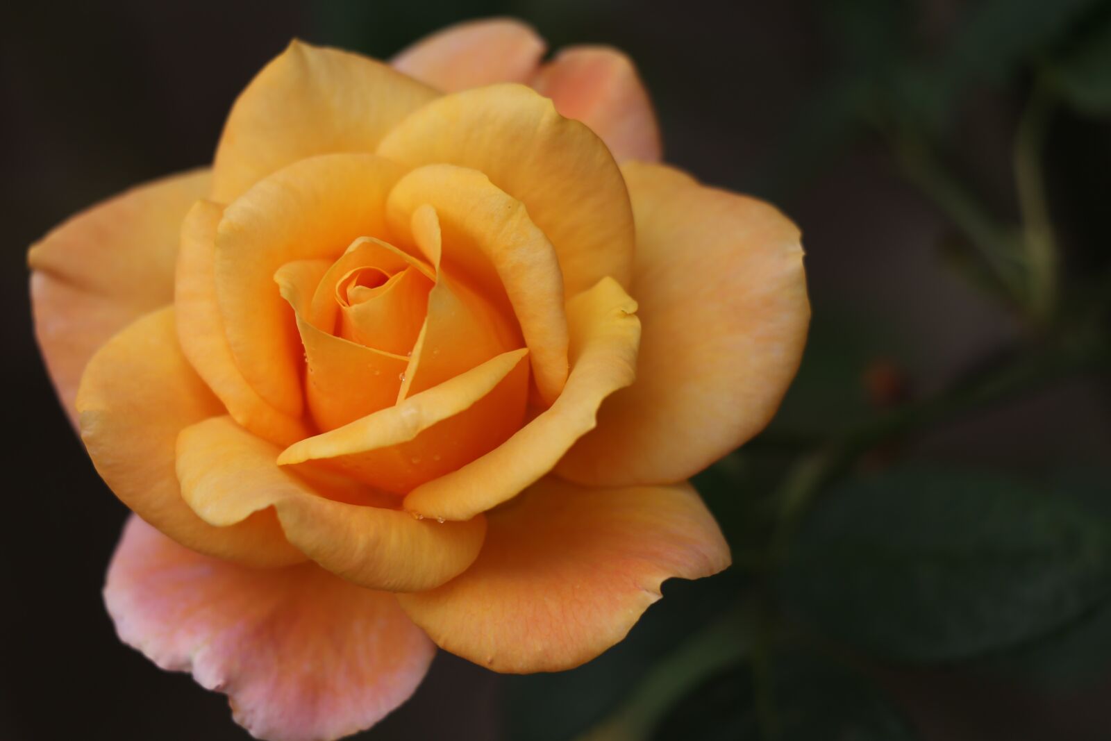 Canon EOS 6D + Canon EF 70-300 F4-5.6 IS II USM sample photo. Rose golden medal, blooming photography