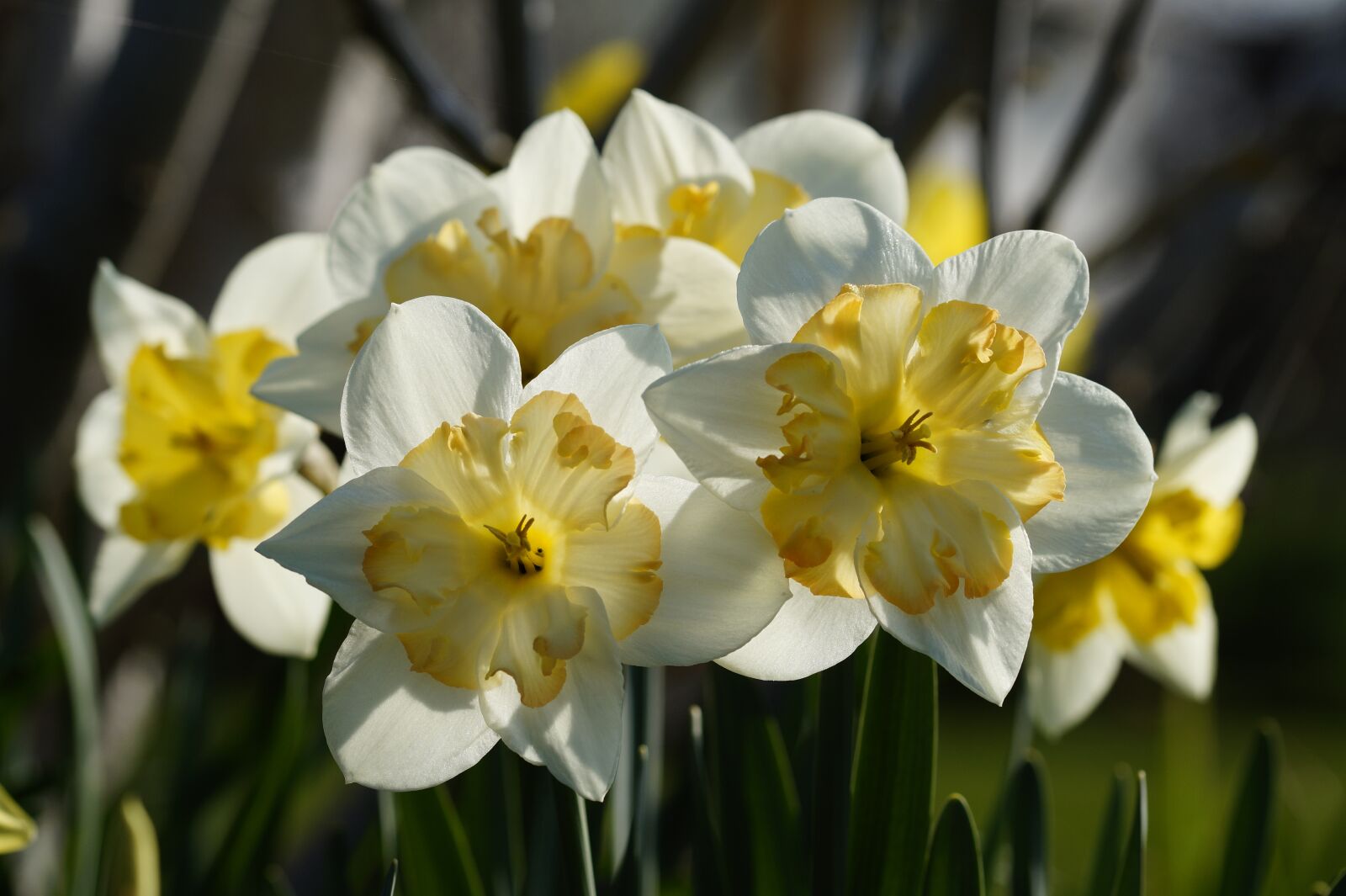 Sony SLT-A58 + 105mm F2.8 sample photo. Daffodils, osterglocken, flowers photography