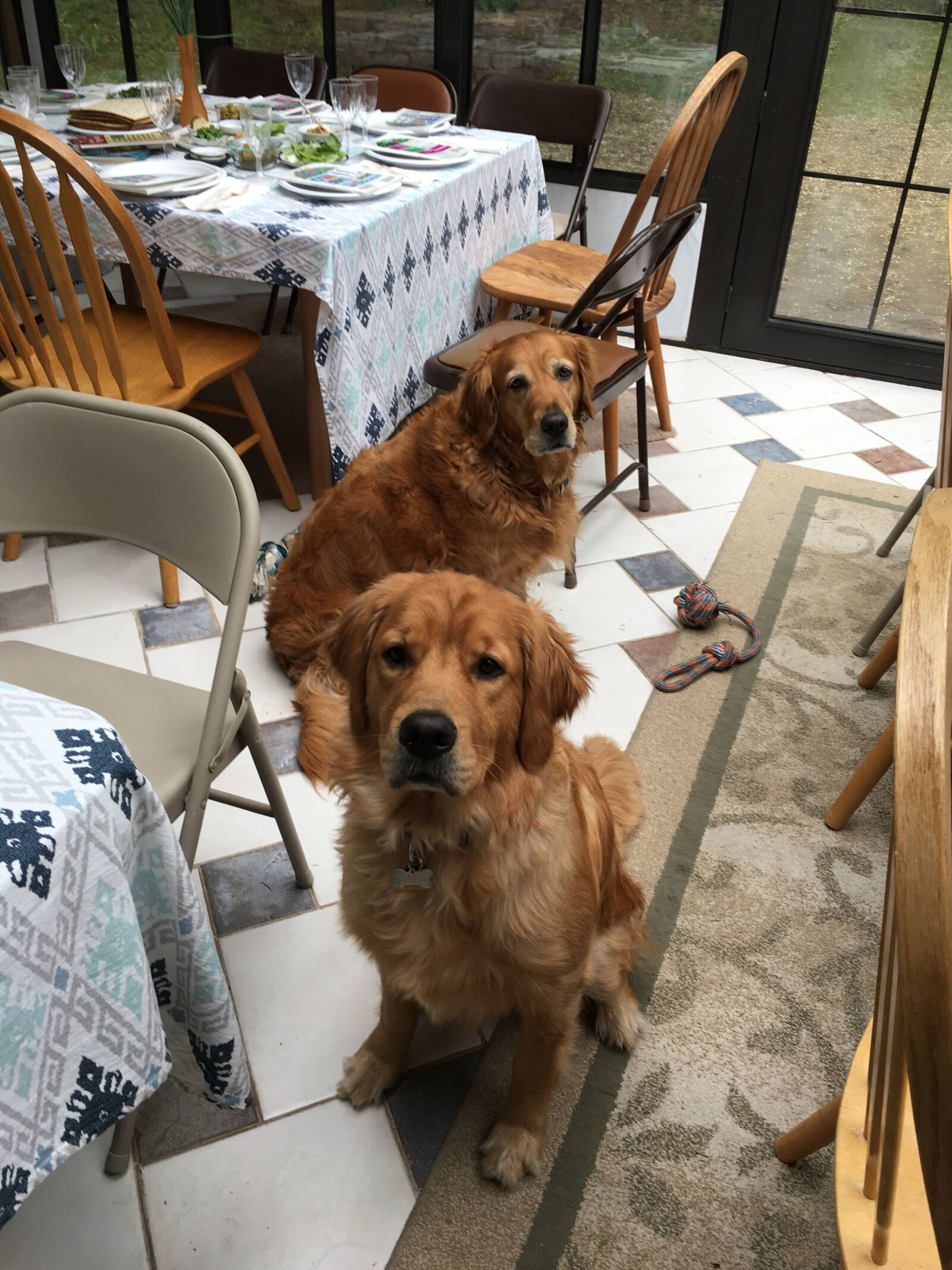 iPhone 6s Plus back camera 4.15mm f/2.2 sample photo. Golden retrievers, dogs, retriever photography