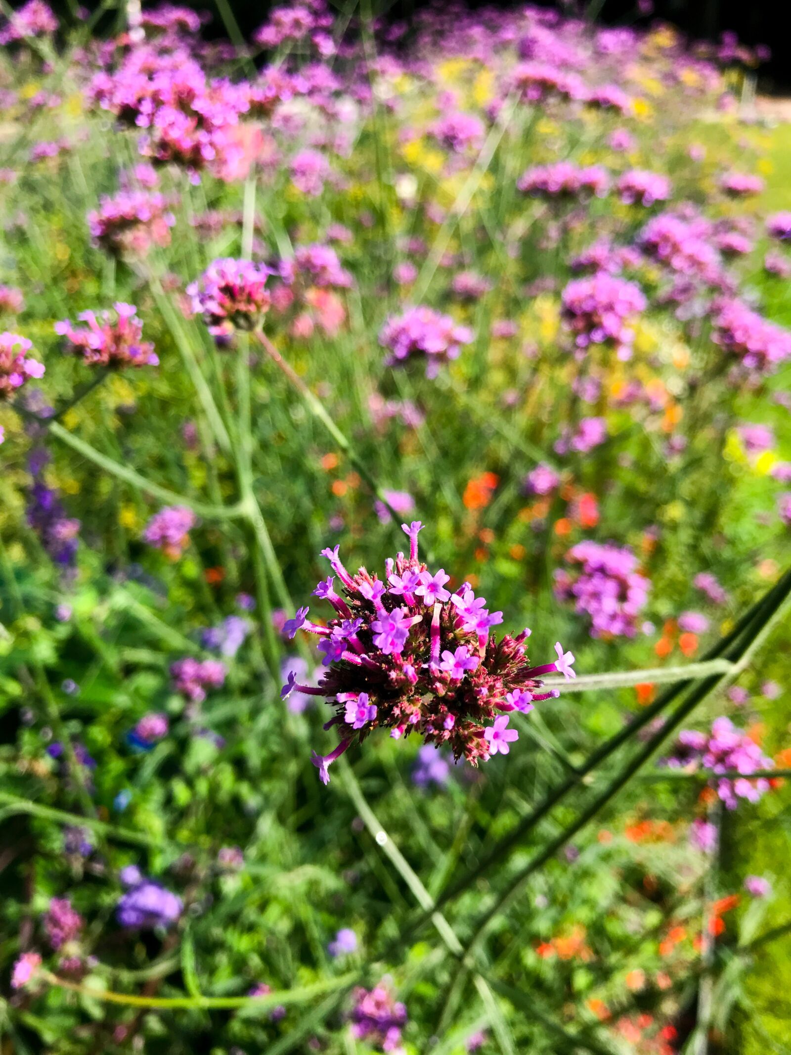 iPhone 7 back camera 3.99mm f/1.8 sample photo. Verbena, patagonian verbena, medicinal photography