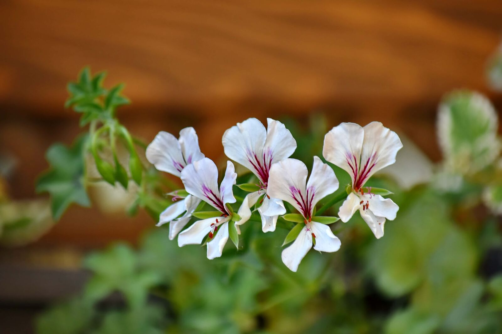 Nikon D5500 sample photo. Blur, botany, detail, focus photography