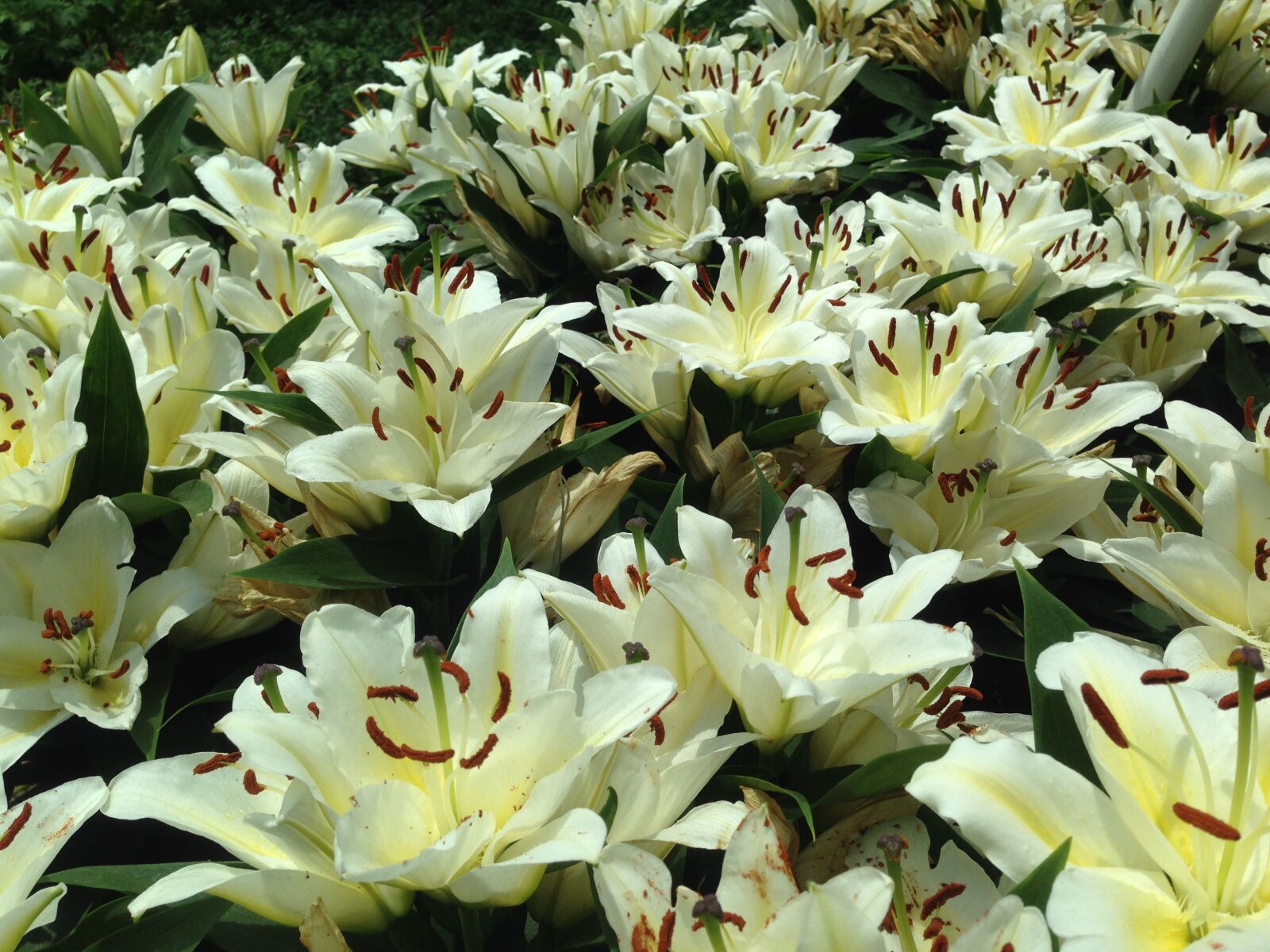 iPhone 5 back camera 4.12mm f/2.4 sample photo. Tropical, flower, white photography