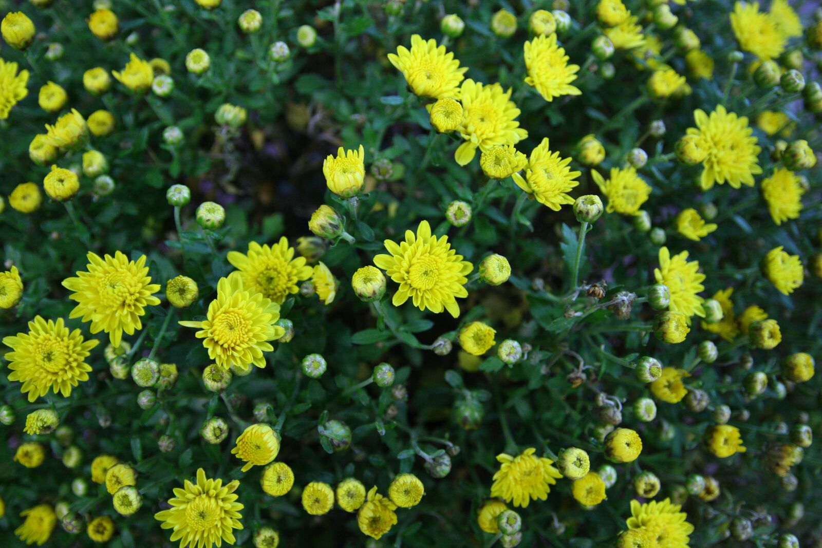 Canon EOS 40D sample photo. Nature, plants, flowers photography