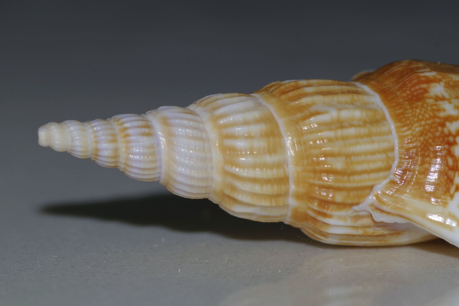 Pentax K-S2 sample photo. Seashell, shell, spiral photography