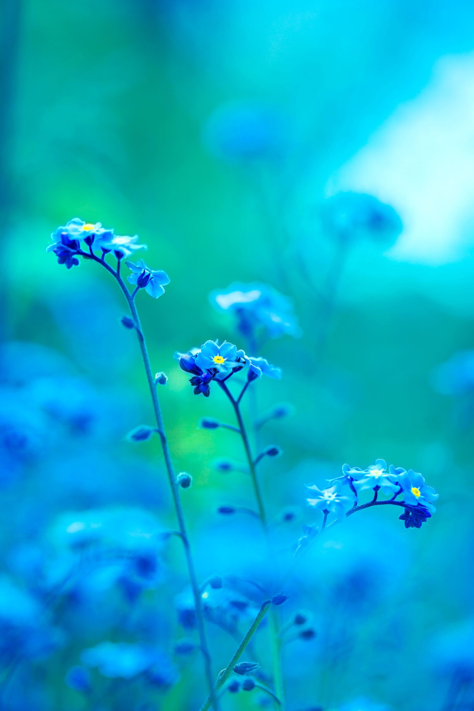 Canon EF 100mm F2.8L Macro IS USM sample photo. Cool, blue, buds photography