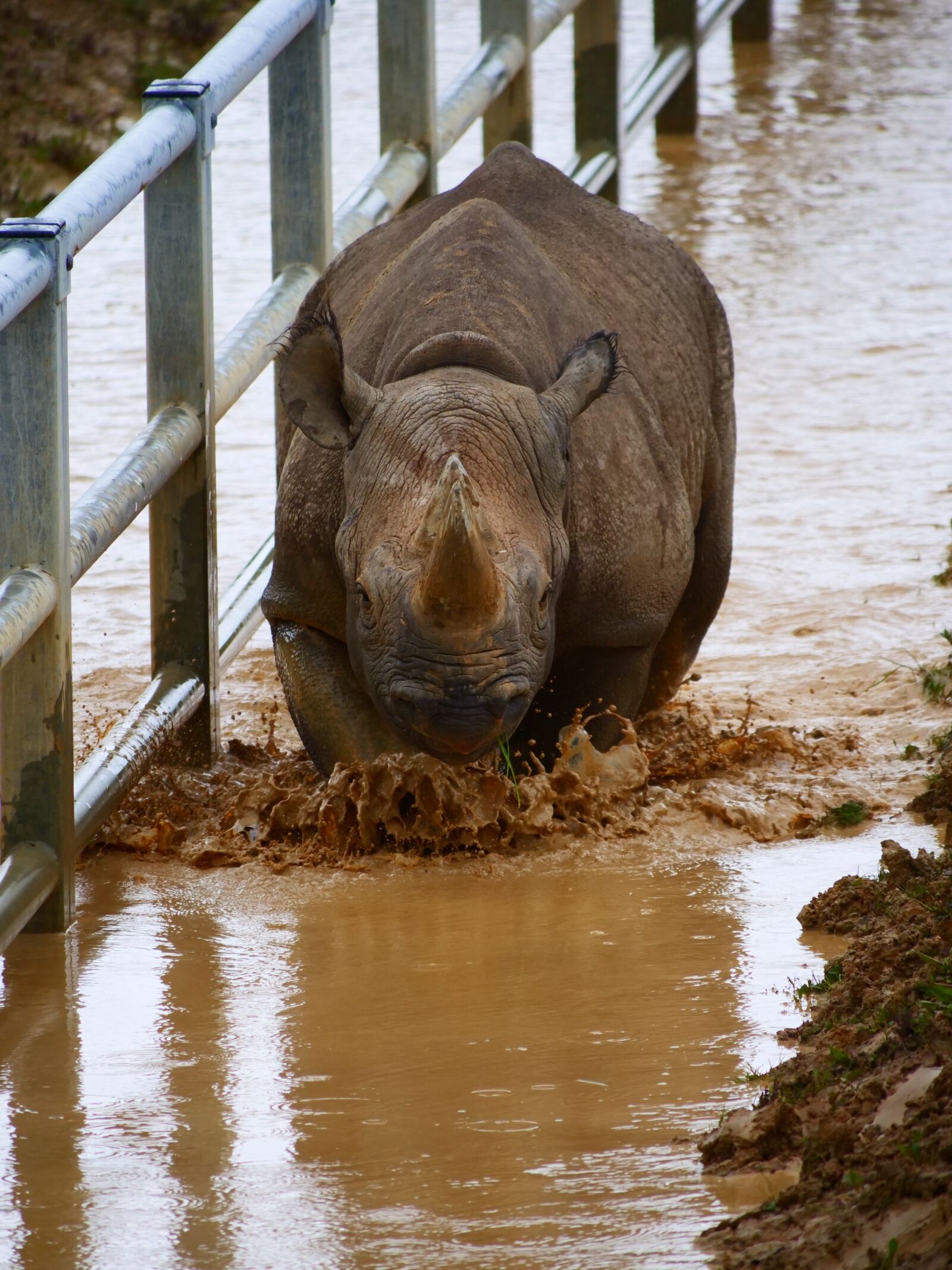 Panasonic Lumix DC-G9 sample photo. Rhino, charging, rhinoceros photography