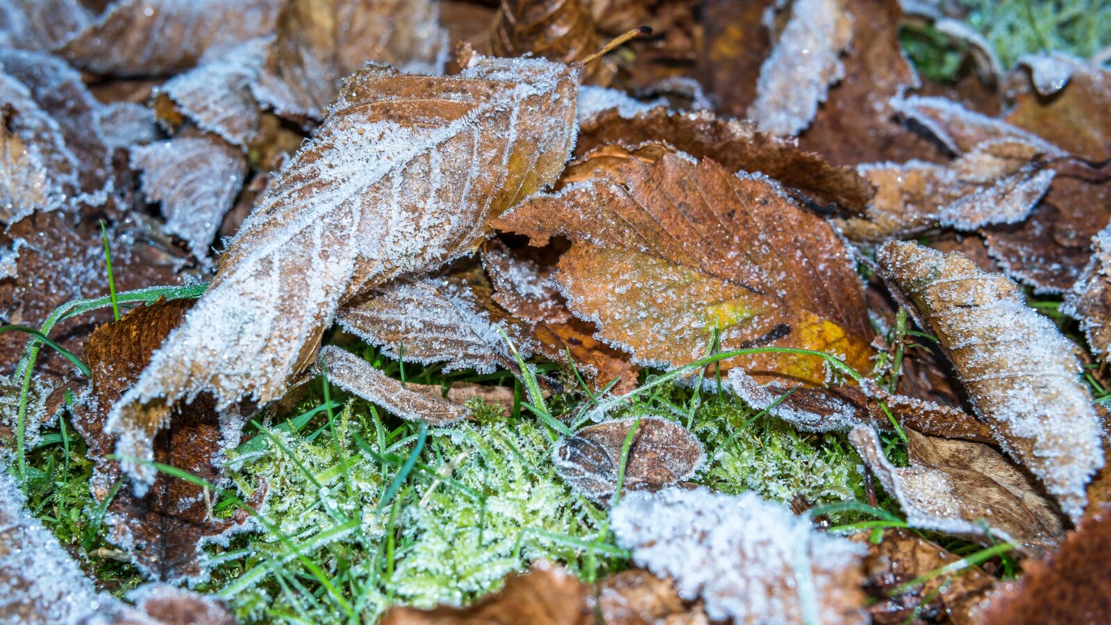 Samsung NX300M sample photo. Hoarfrost, frost, leaves photography
