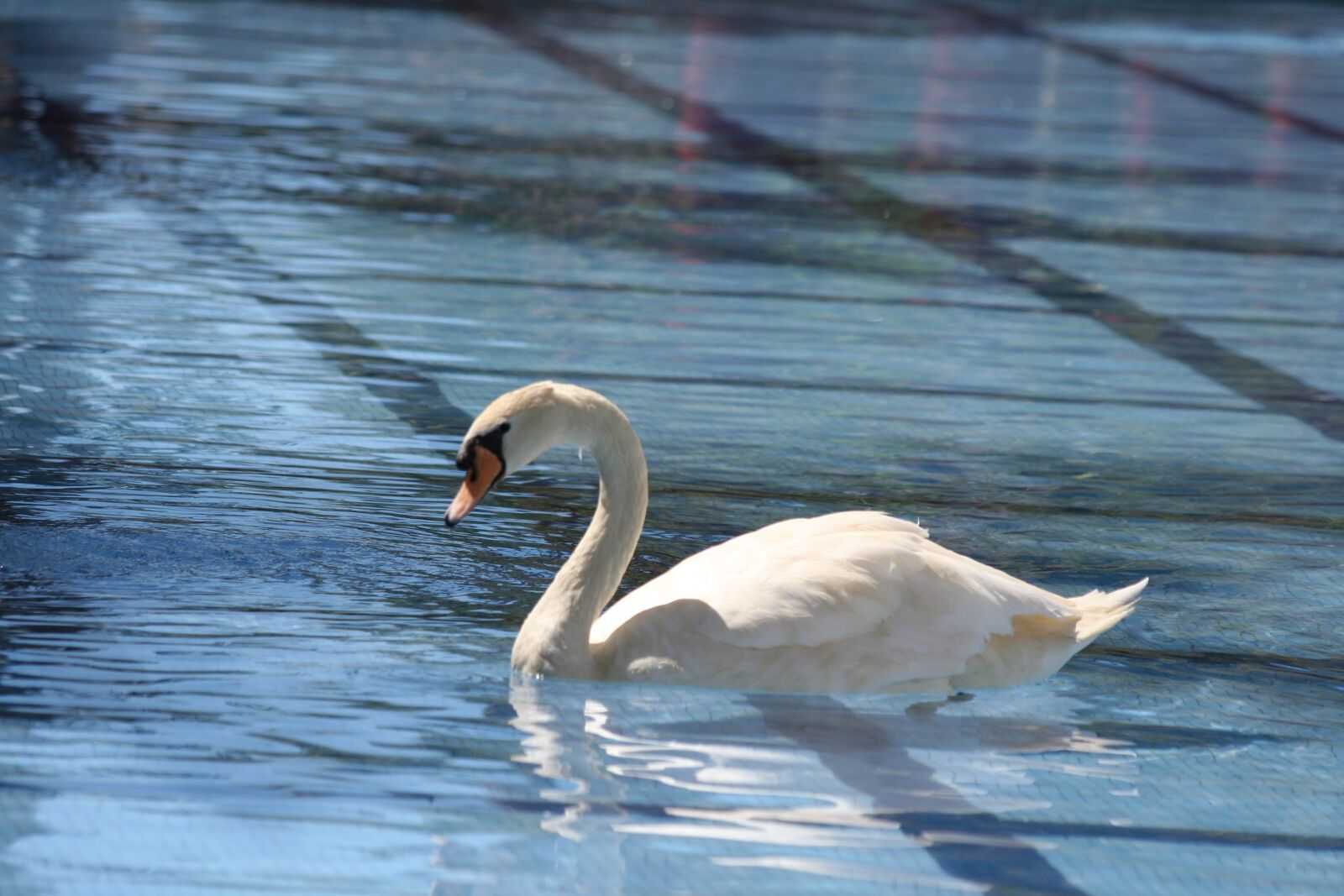 Canon EOS 350D (EOS Digital Rebel XT / EOS Kiss Digital N) sample photo. Water, bird, nature photography