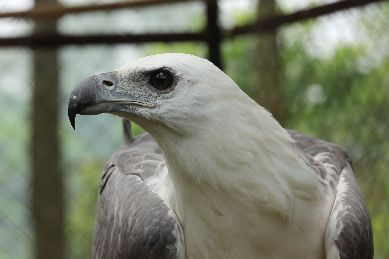 Canon EF 70-200mm F4L IS USM sample photo. Animal, photography photography