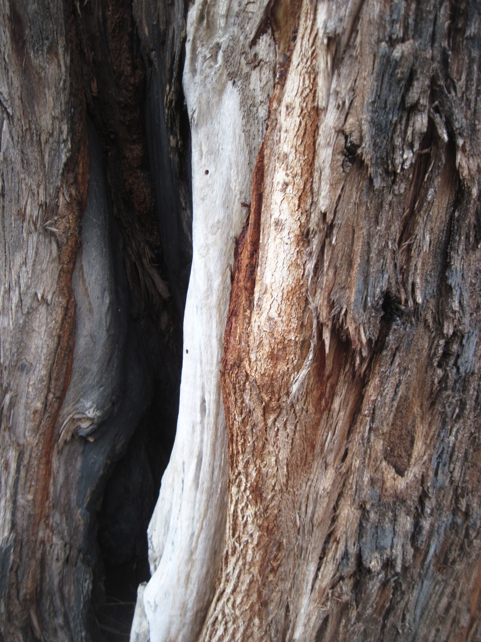 Canon PowerShot A1100 IS sample photo. Tree, bark, texture photography