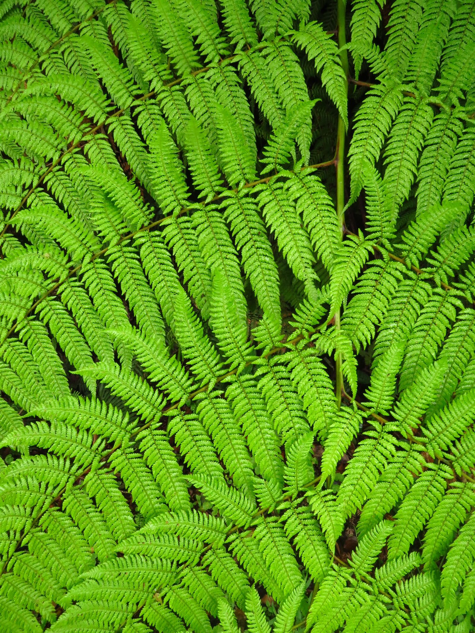 Canon PowerShot SX50 HS sample photo. Fern, green, plant photography