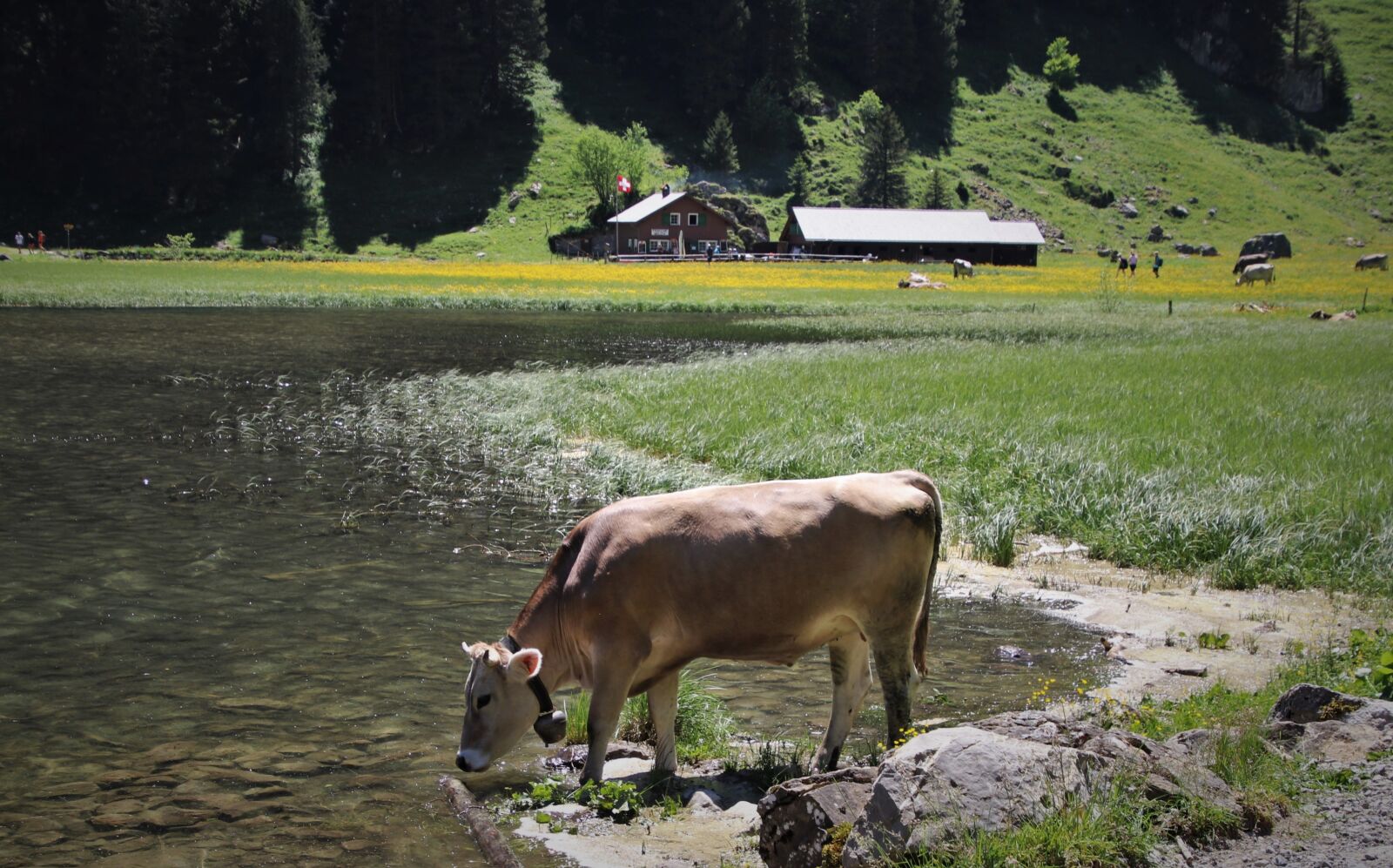 Canon EOS 80D sample photo. Lake, alpine cow, meadow photography