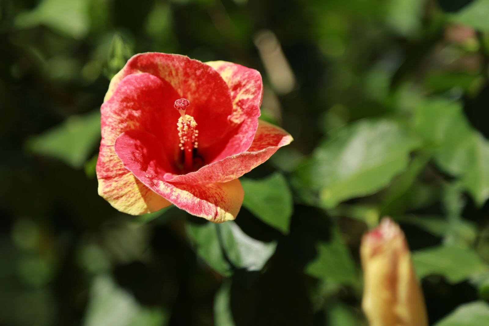 Canon EOS 6D + Canon EF 24-105mm F4L IS USM sample photo. Flowers, wildflower, nature photography