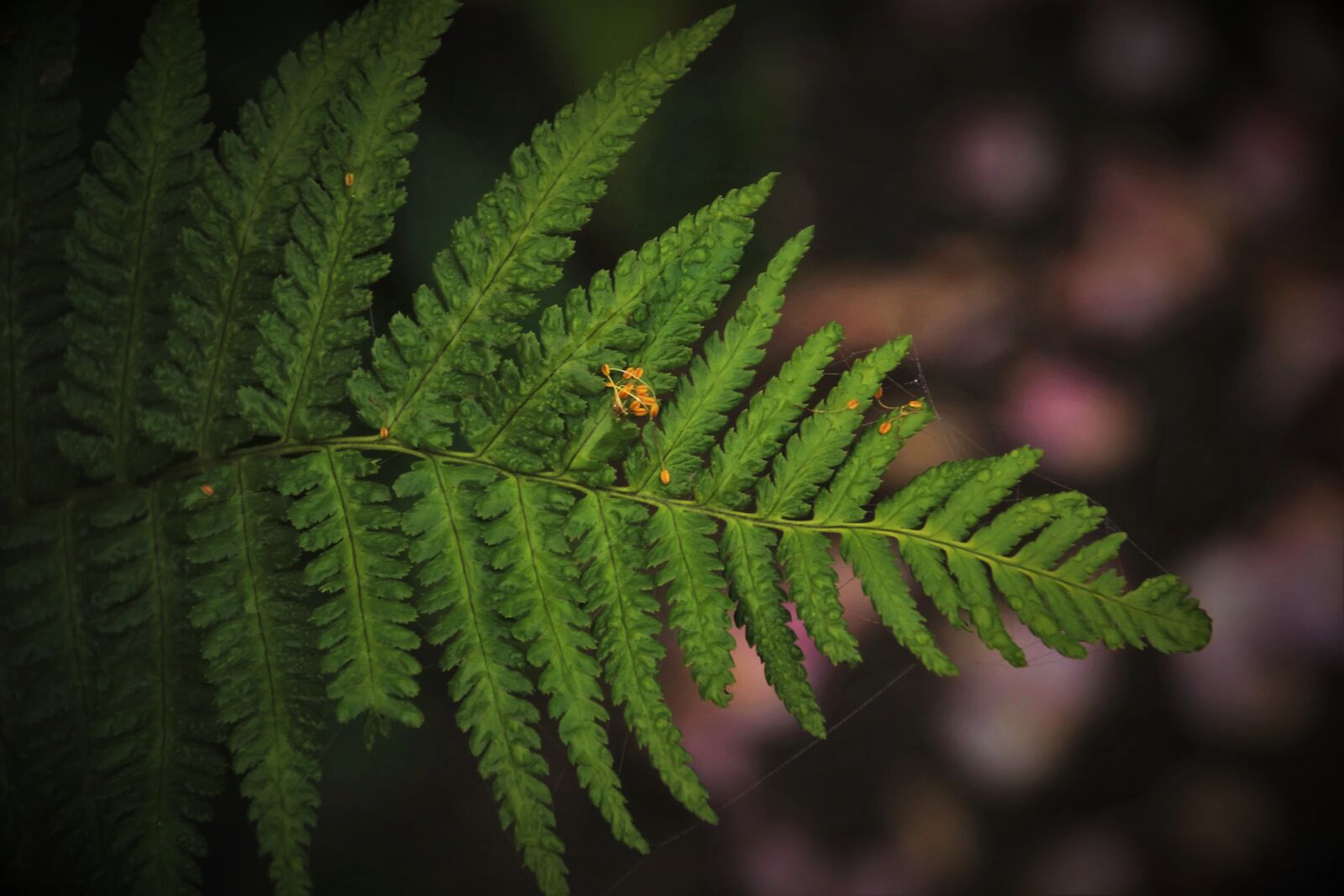 Canon EOS 80D sample photo. Ferns, green leaf, pattern photography