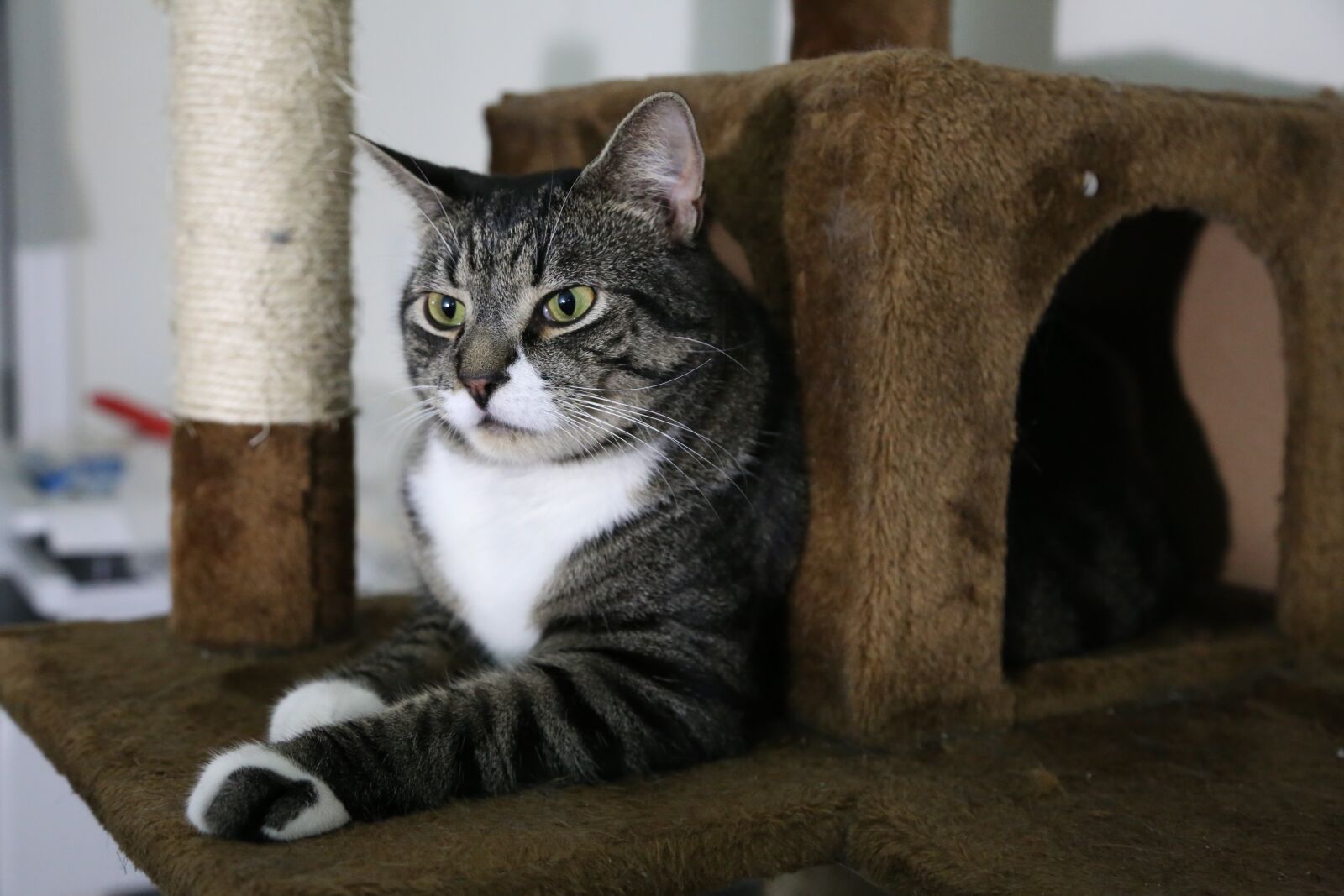 Canon EOS 6D + Canon EF 24-105mm F4L IS USM sample photo. Cat, animals, zoo photography
