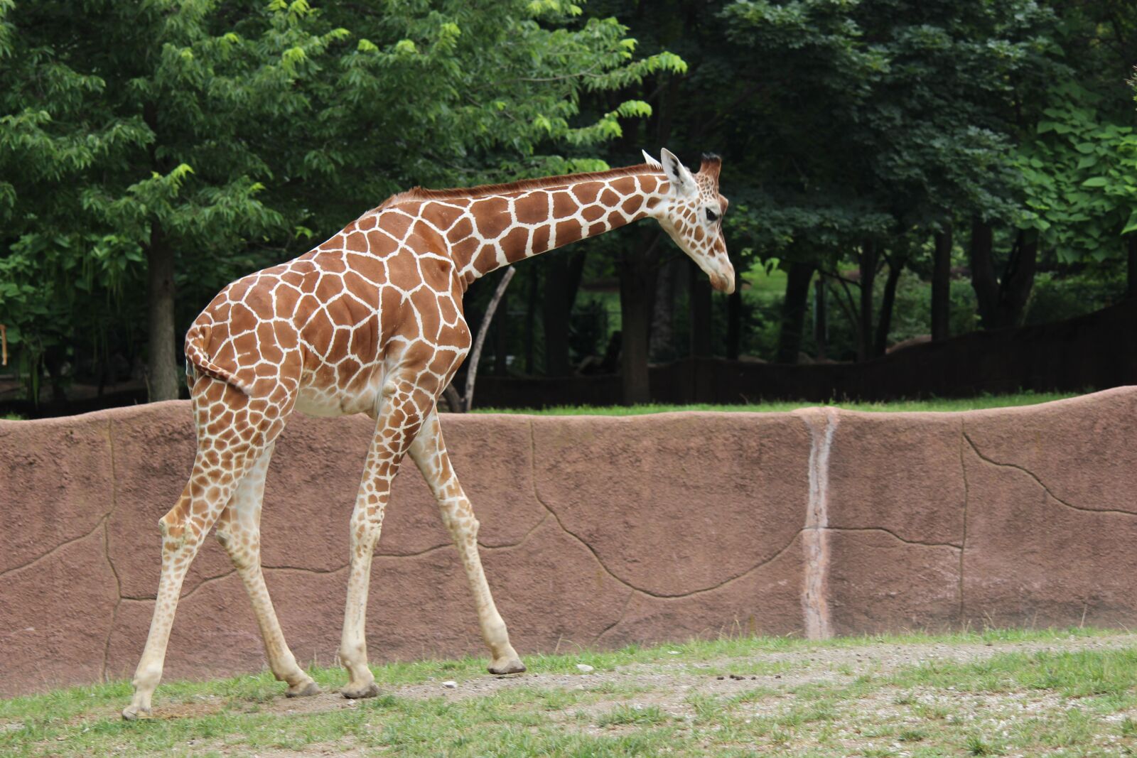 Canon EOS 600D (Rebel EOS T3i / EOS Kiss X5) sample photo. Giraffe, red rocks, saint photography