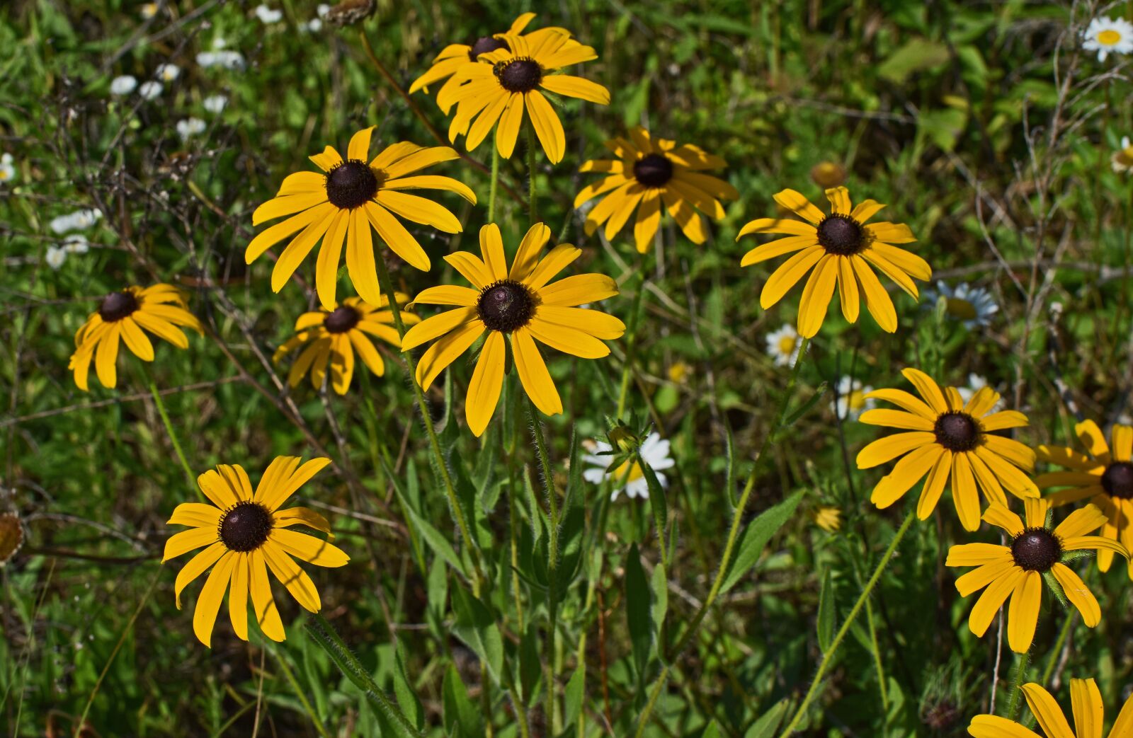 Nikon D3300 sample photo. Wild black-eyed susan, wildflower photography